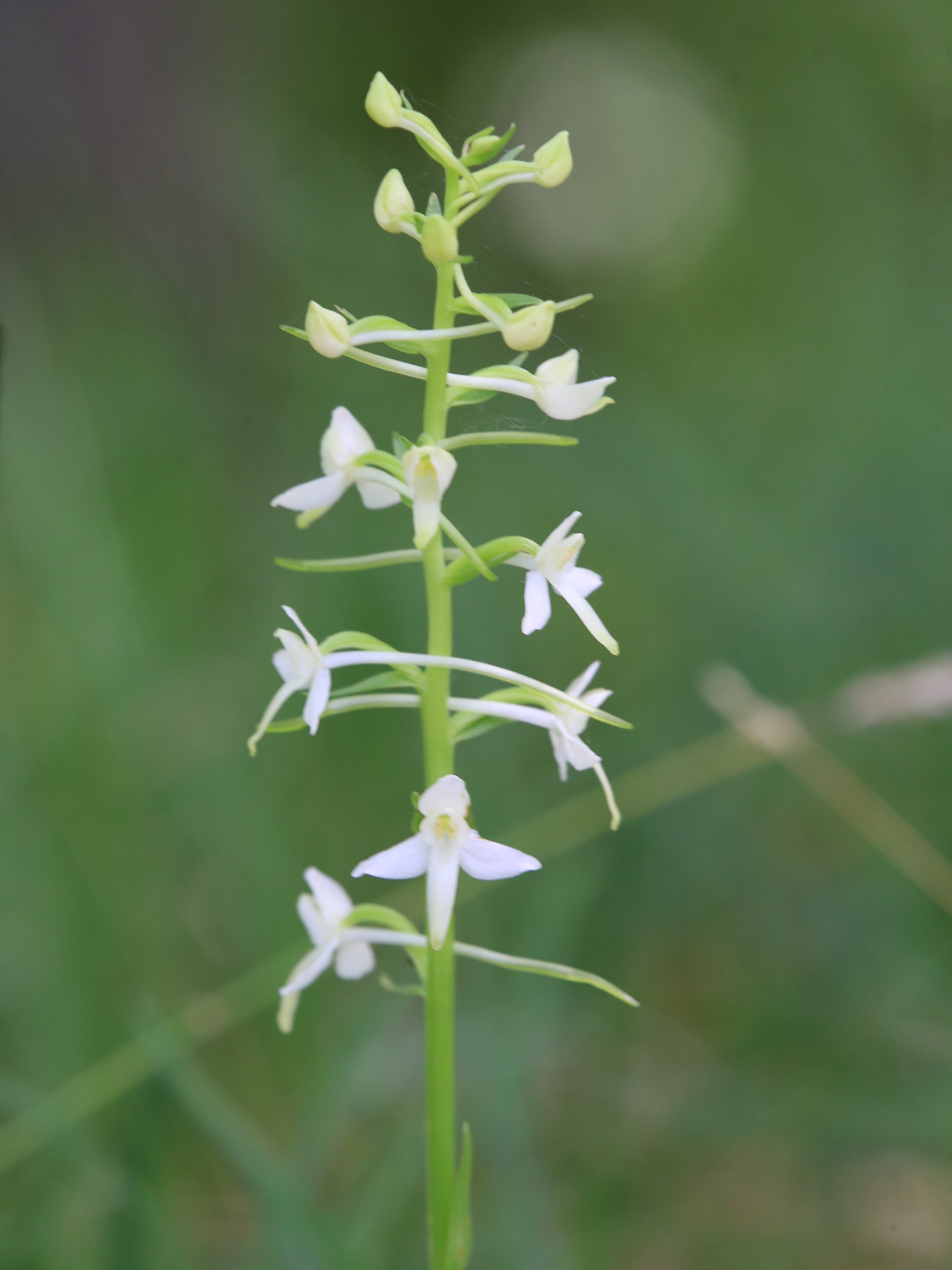 Platanthera_zigoellerkogel.JPG