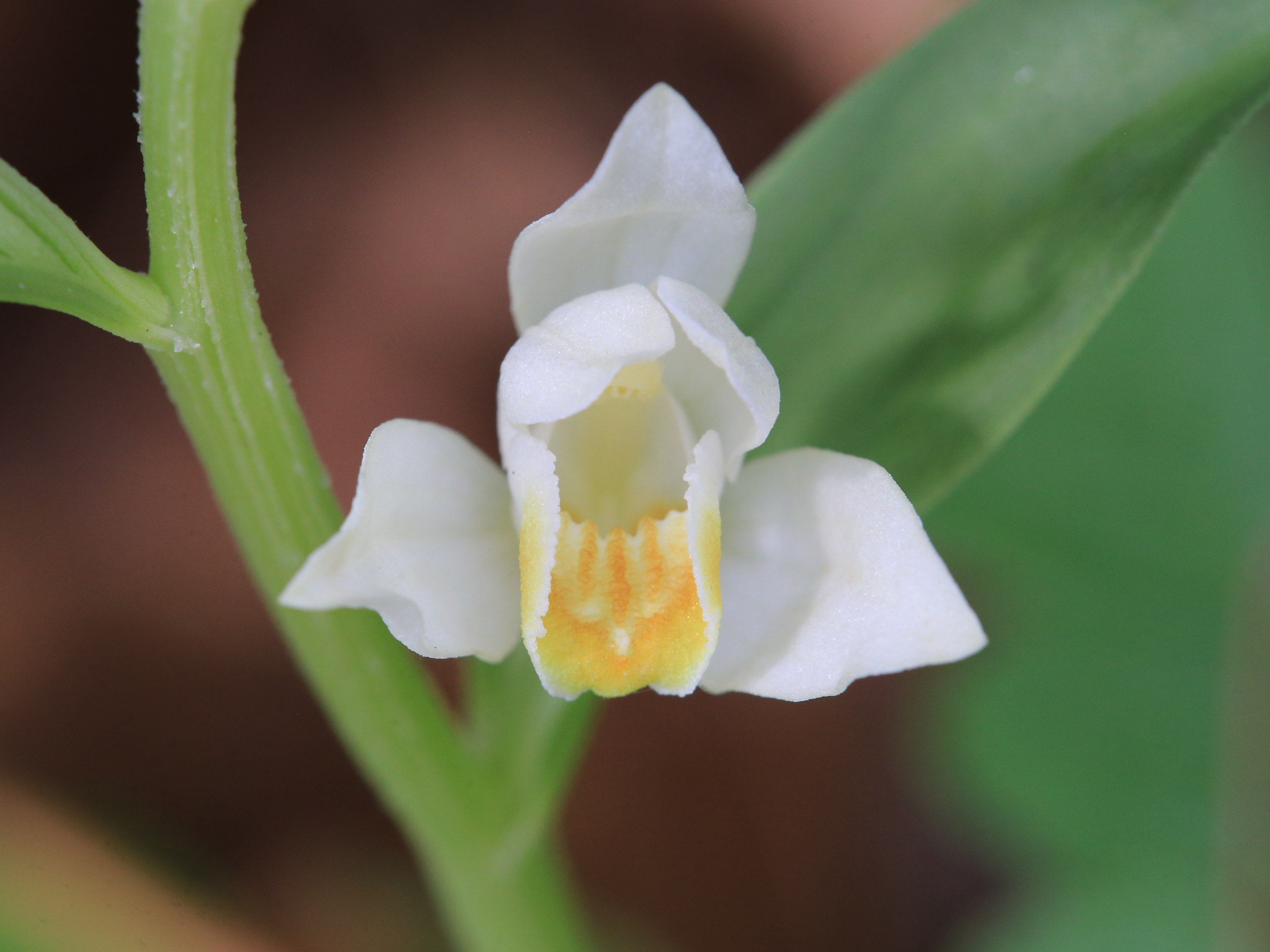 Cephalanthera damasonium_gradnerkogel5.JPG