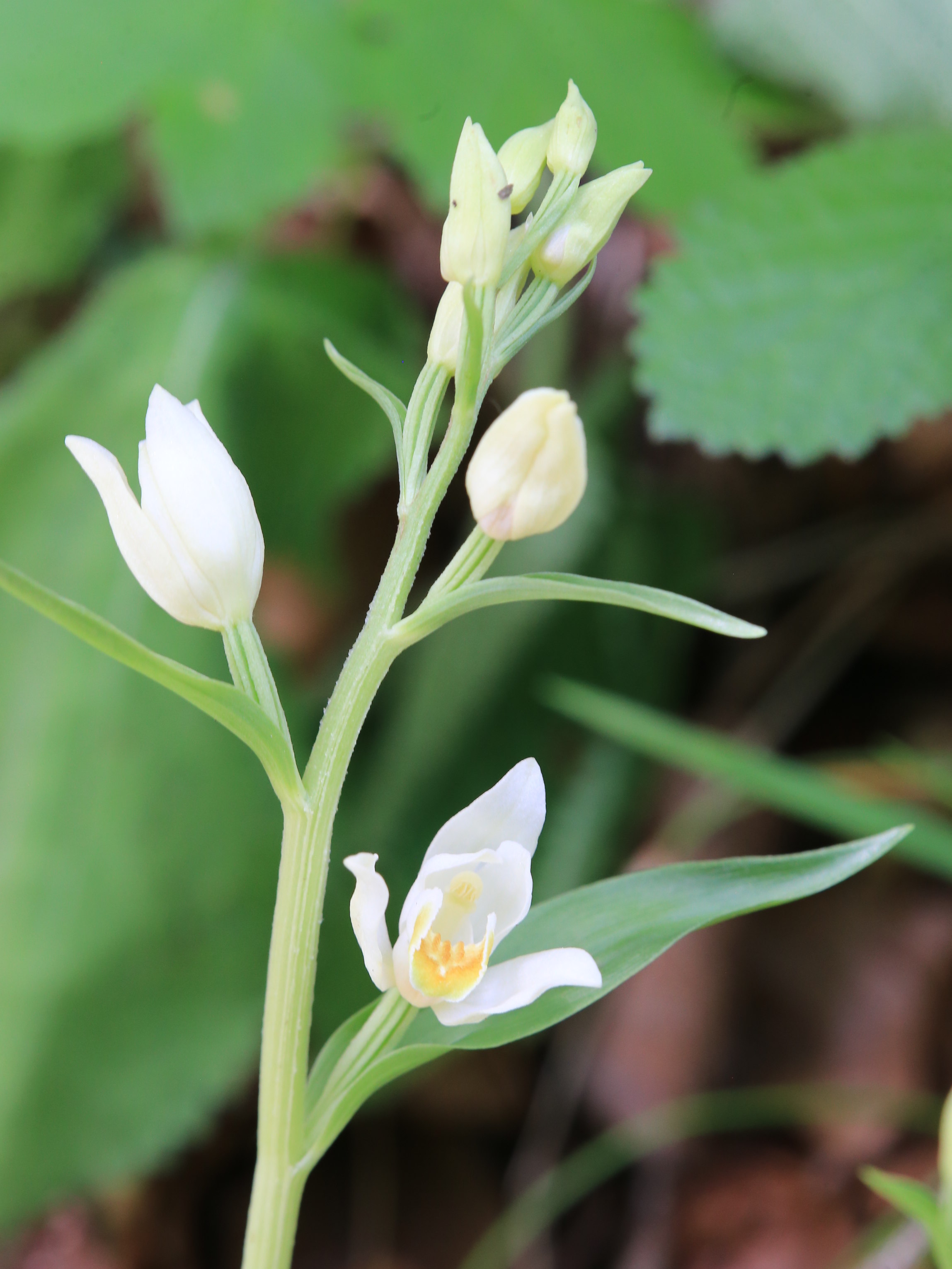 Cephalanthera damasonium_gradnerkogel4.JPG