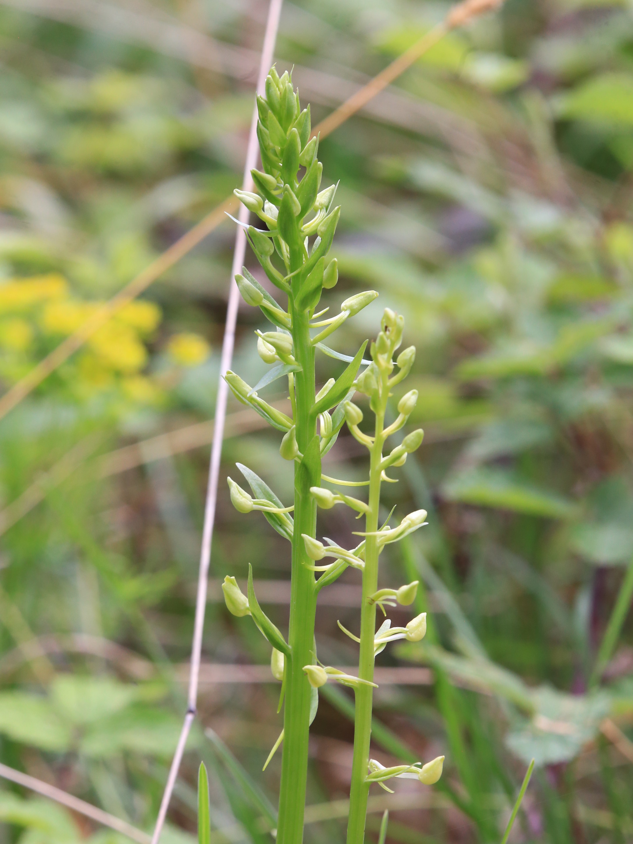 Platanthera_gradnerkogel2.JPG