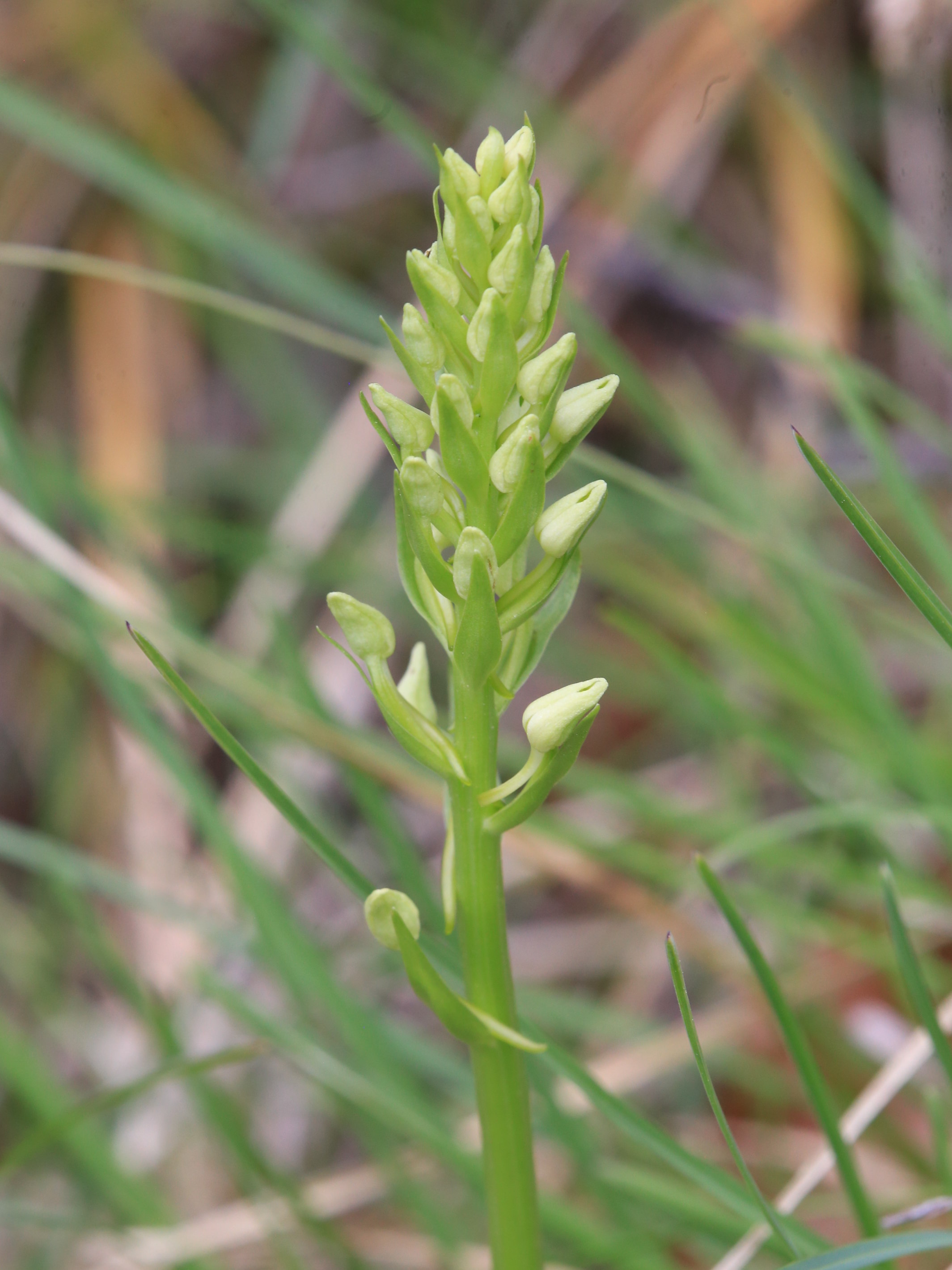 Platanthera_gradnerkogel.JPG