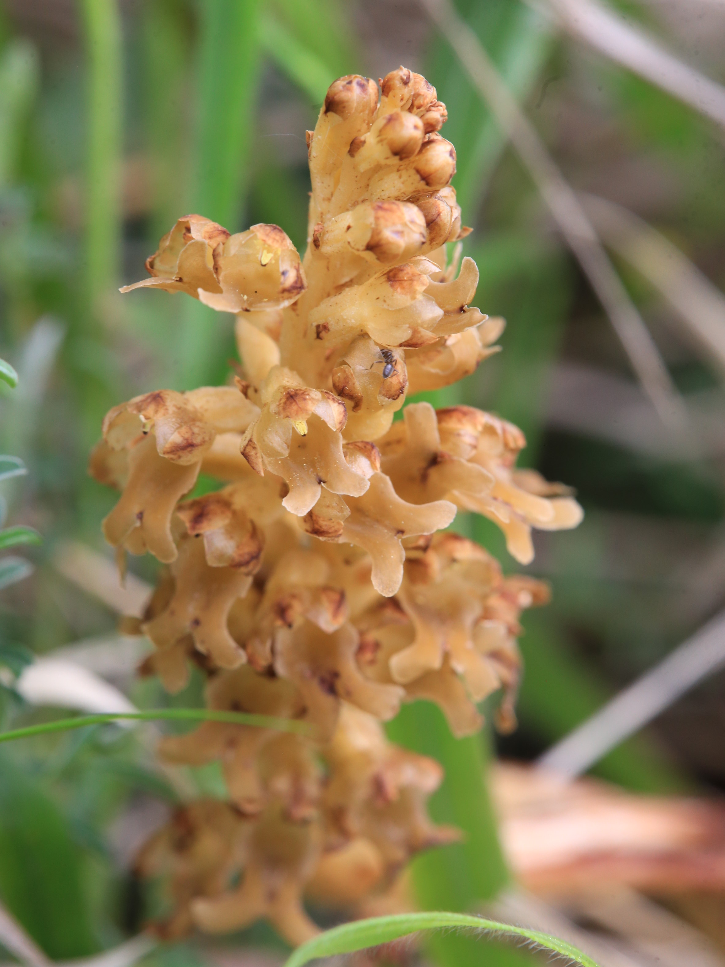 Neottia nidus-avis_gradnerkogel.JPG