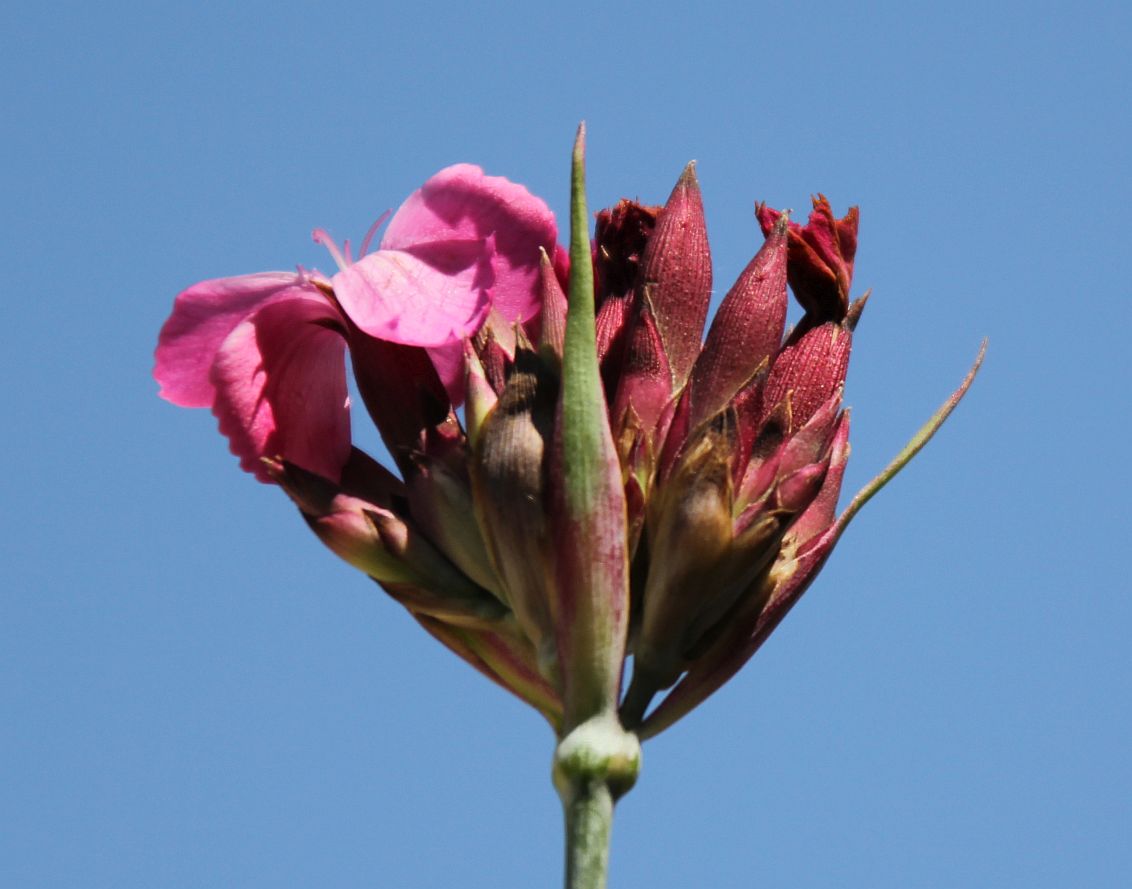 Dianthus giganteus Tribuswinkel_20190605_05.jpg