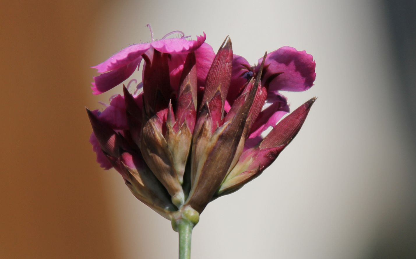 Dianthus giganteus Tribuswinkel_20190605_11.jpg