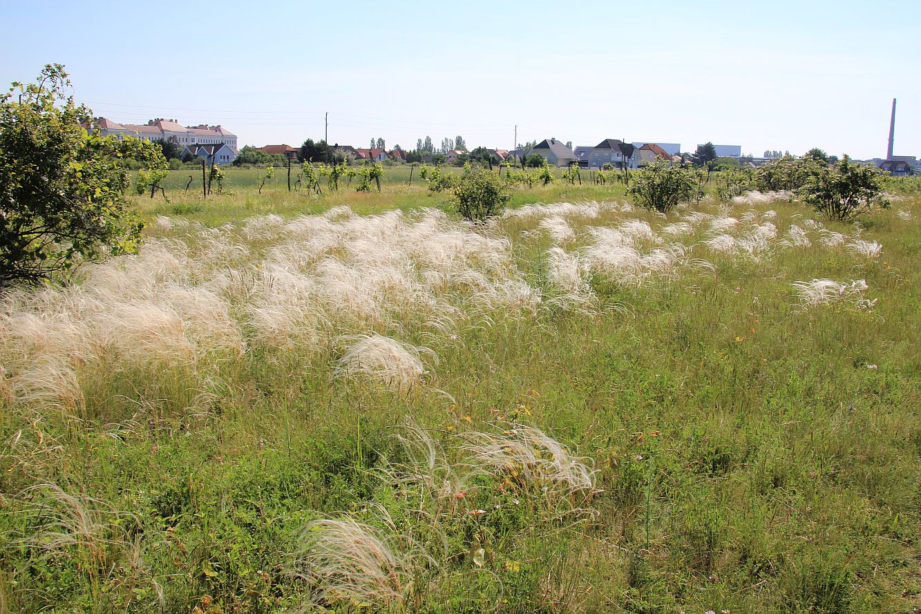 Stipa pennata Wienersdorf_20190605_11.jpg