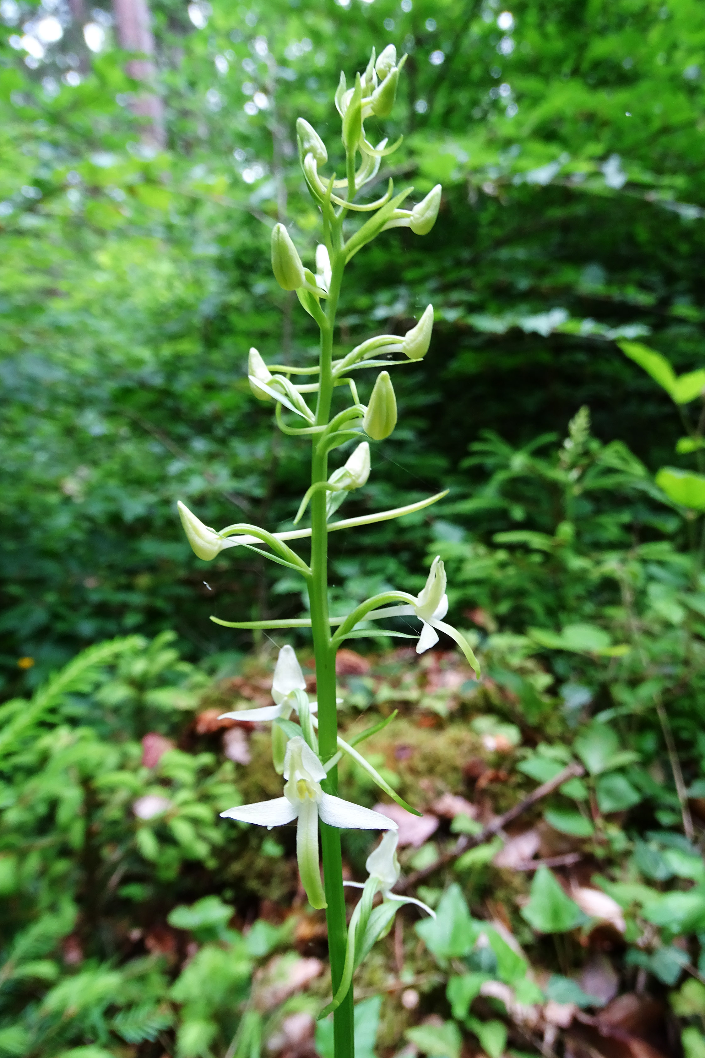 Platanthera bifolia_gradnerberg2.jpg