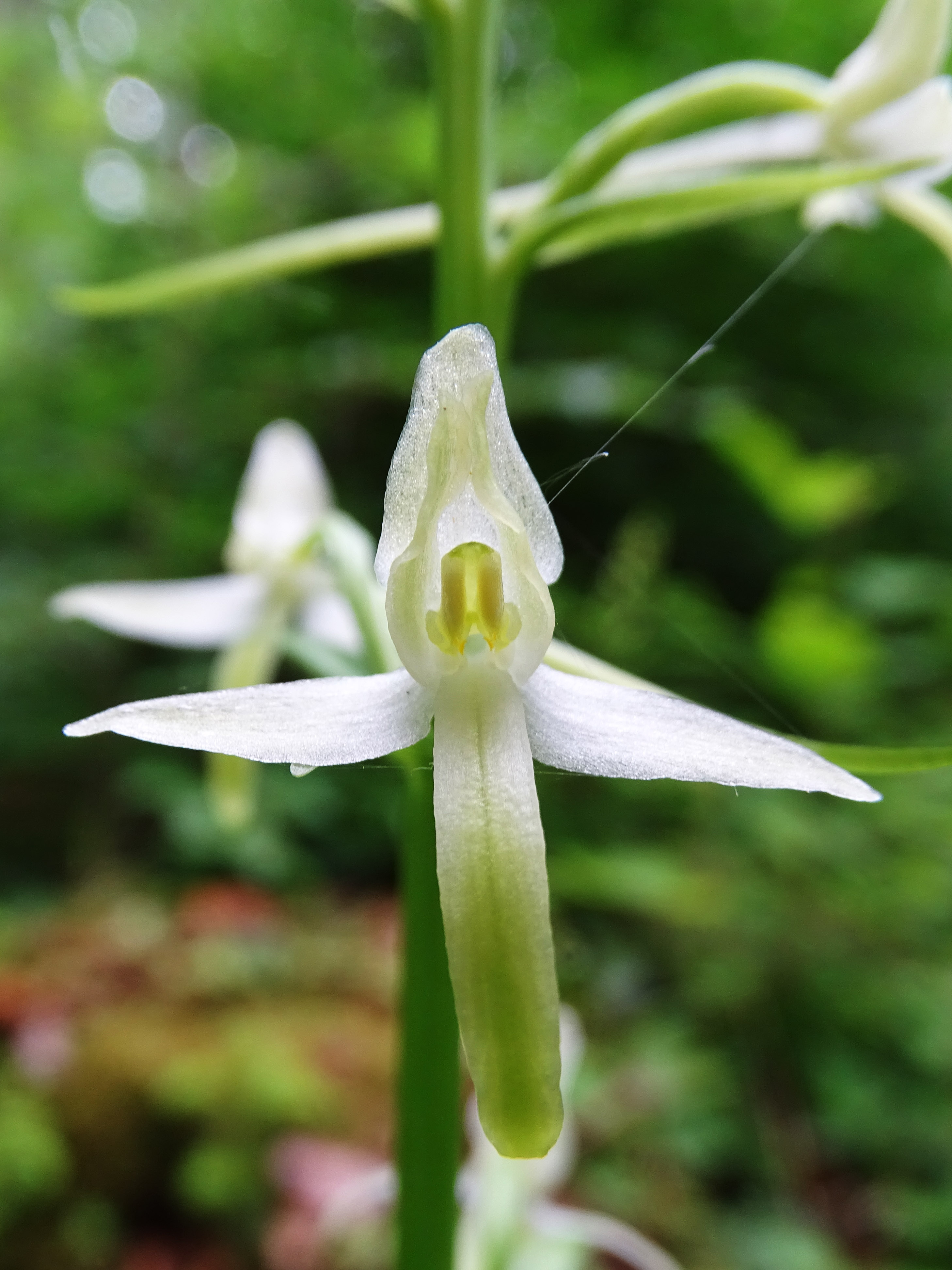 Platanthera bifolia_gradnerberg.jpg