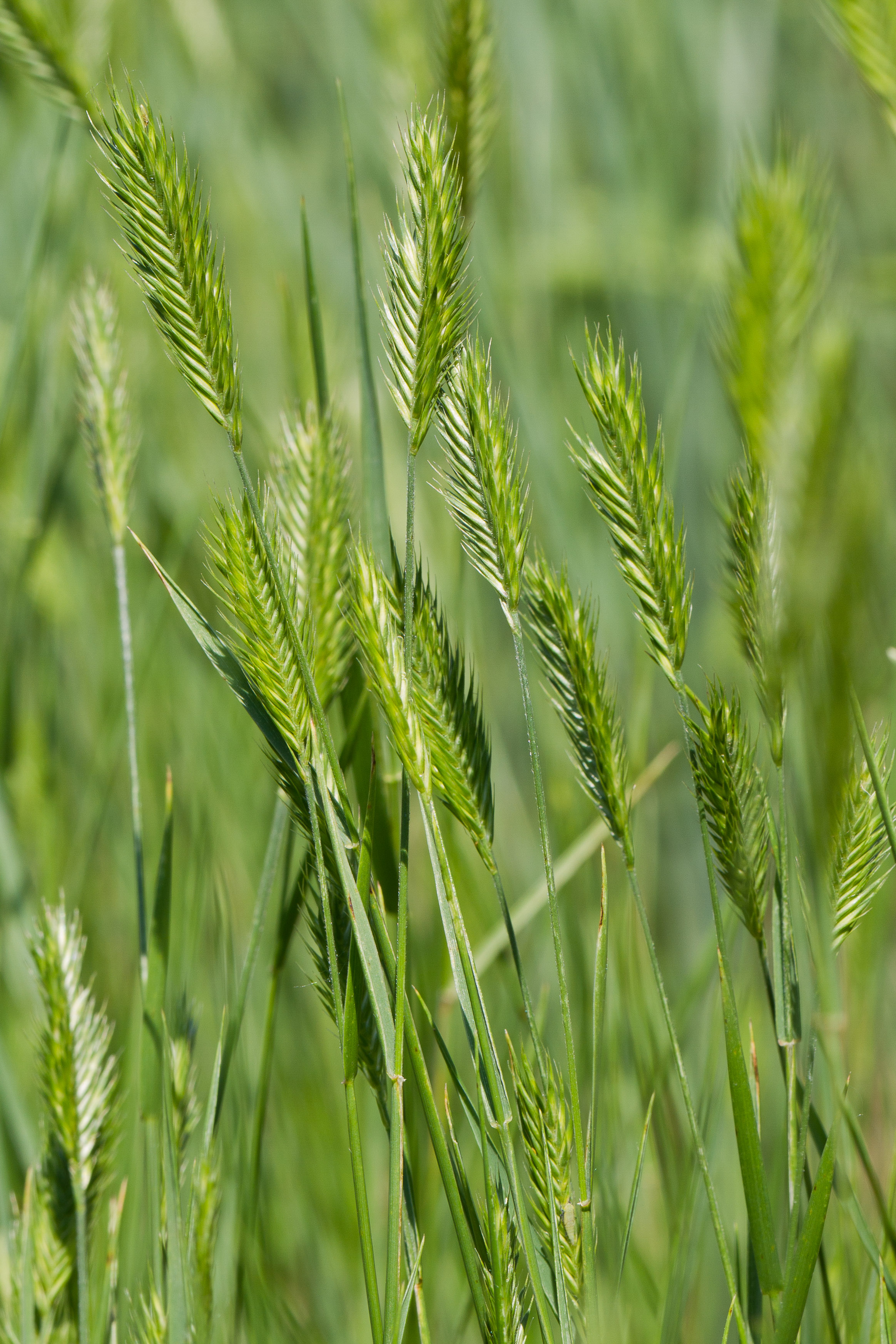 Poaceae_Agropyron pectiniforme 1-2.jpg