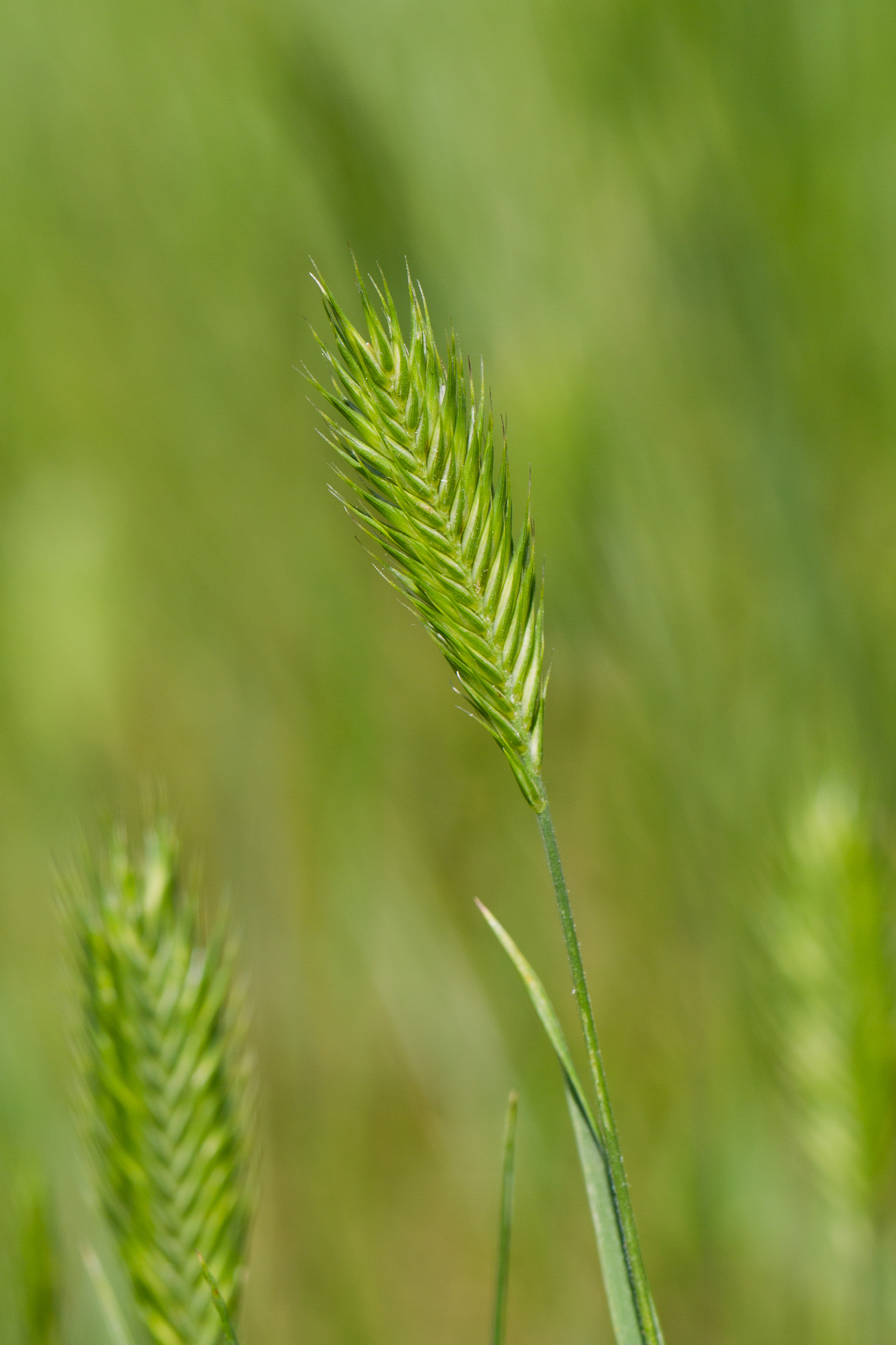 Poaceae_Agropyron pectiniforme 2-2.jpg