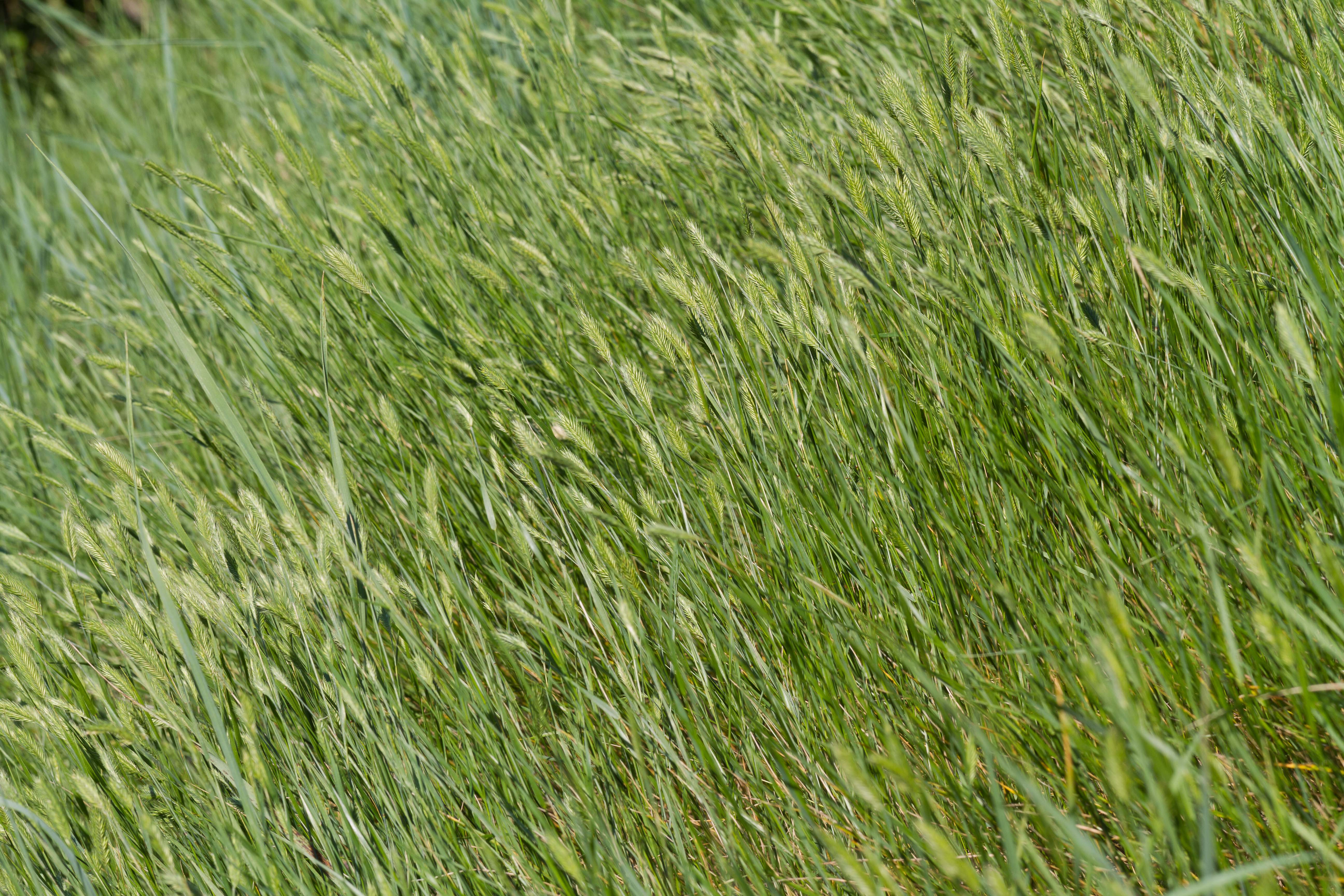Poaceae_Agropyron pectiniforme Bestand 1-2.jpg