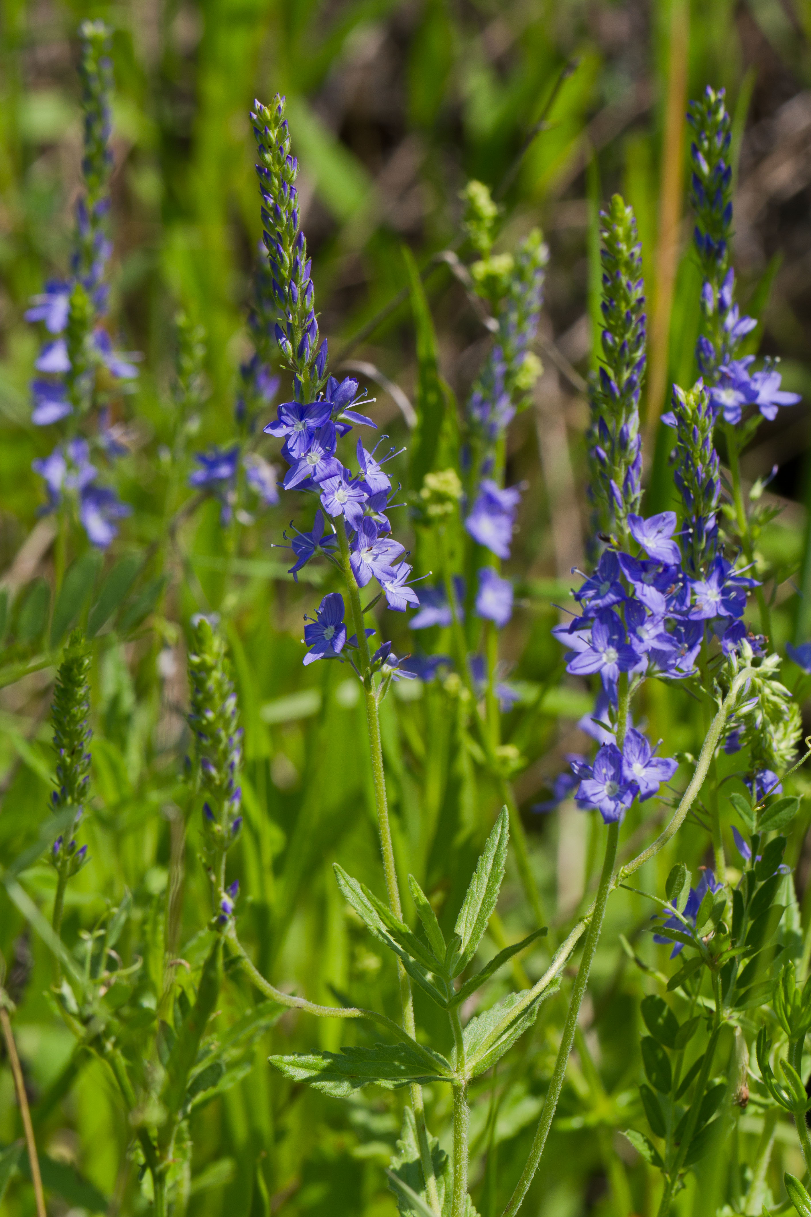 Antirrhinaceae_Veronica teucrium 1-2.jpg