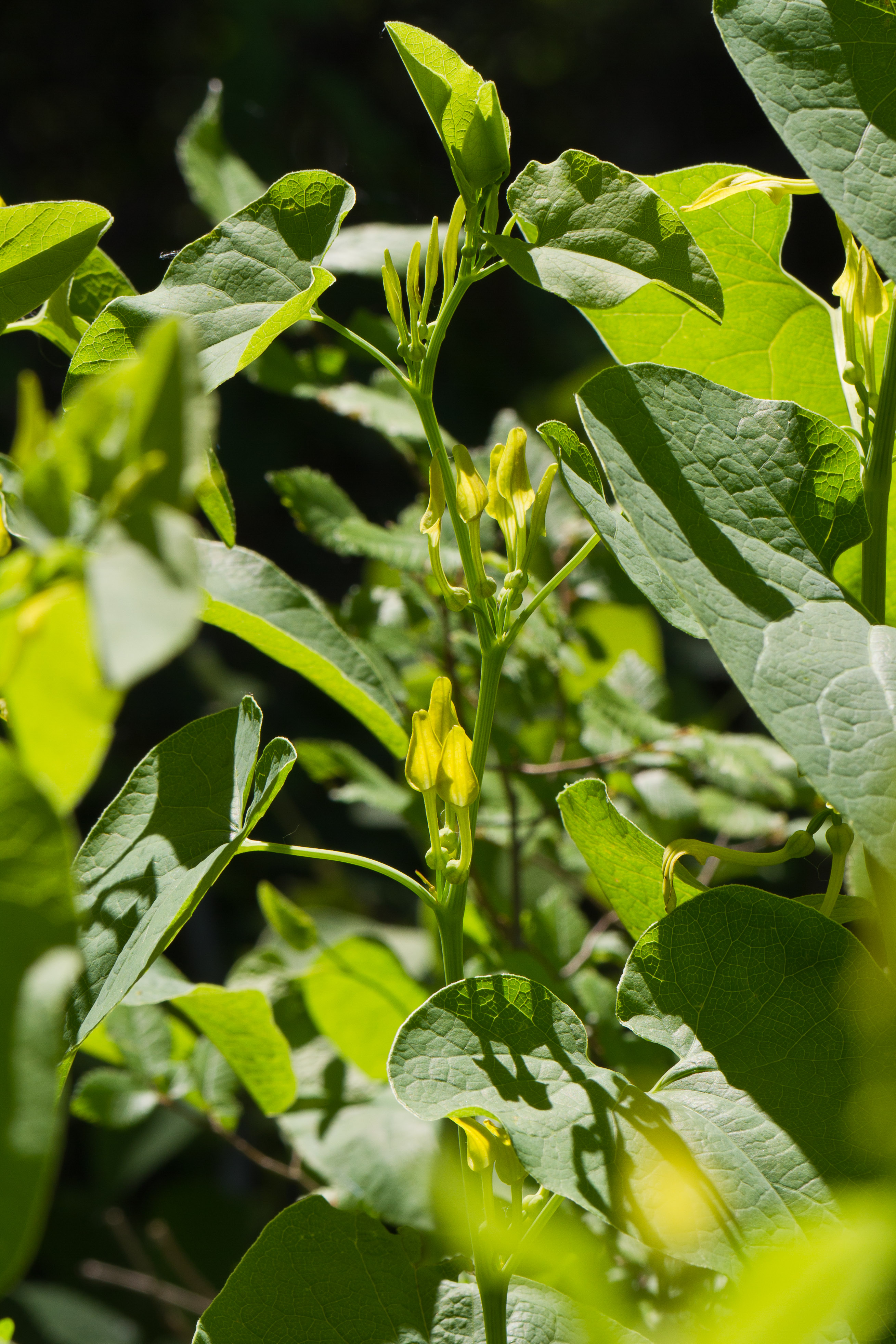 Aristolochiaceae_Aristolochia clematitis 1-2.jpg