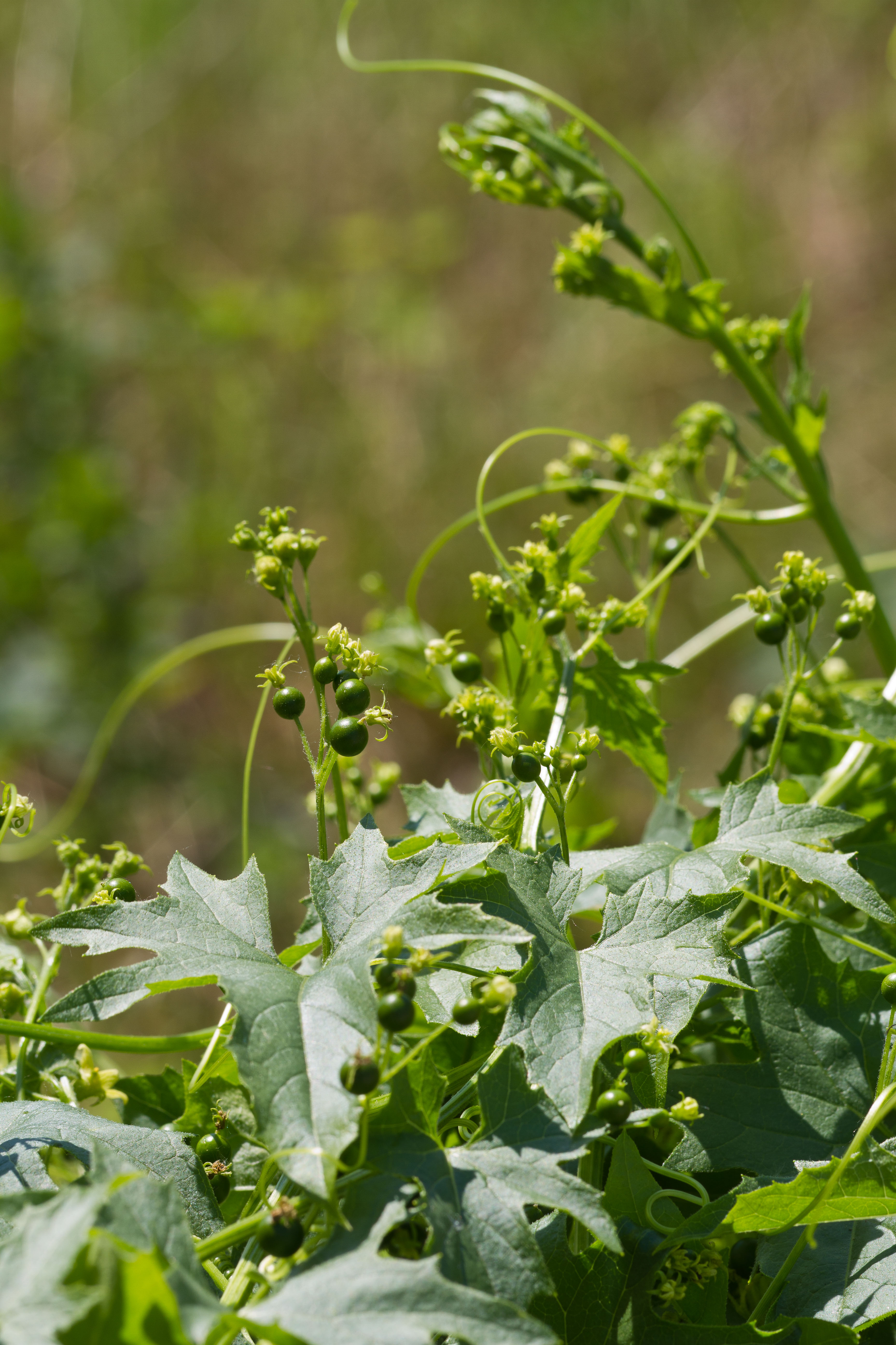 Cucurbitaceae_Bryonia alba 1-2.jpg