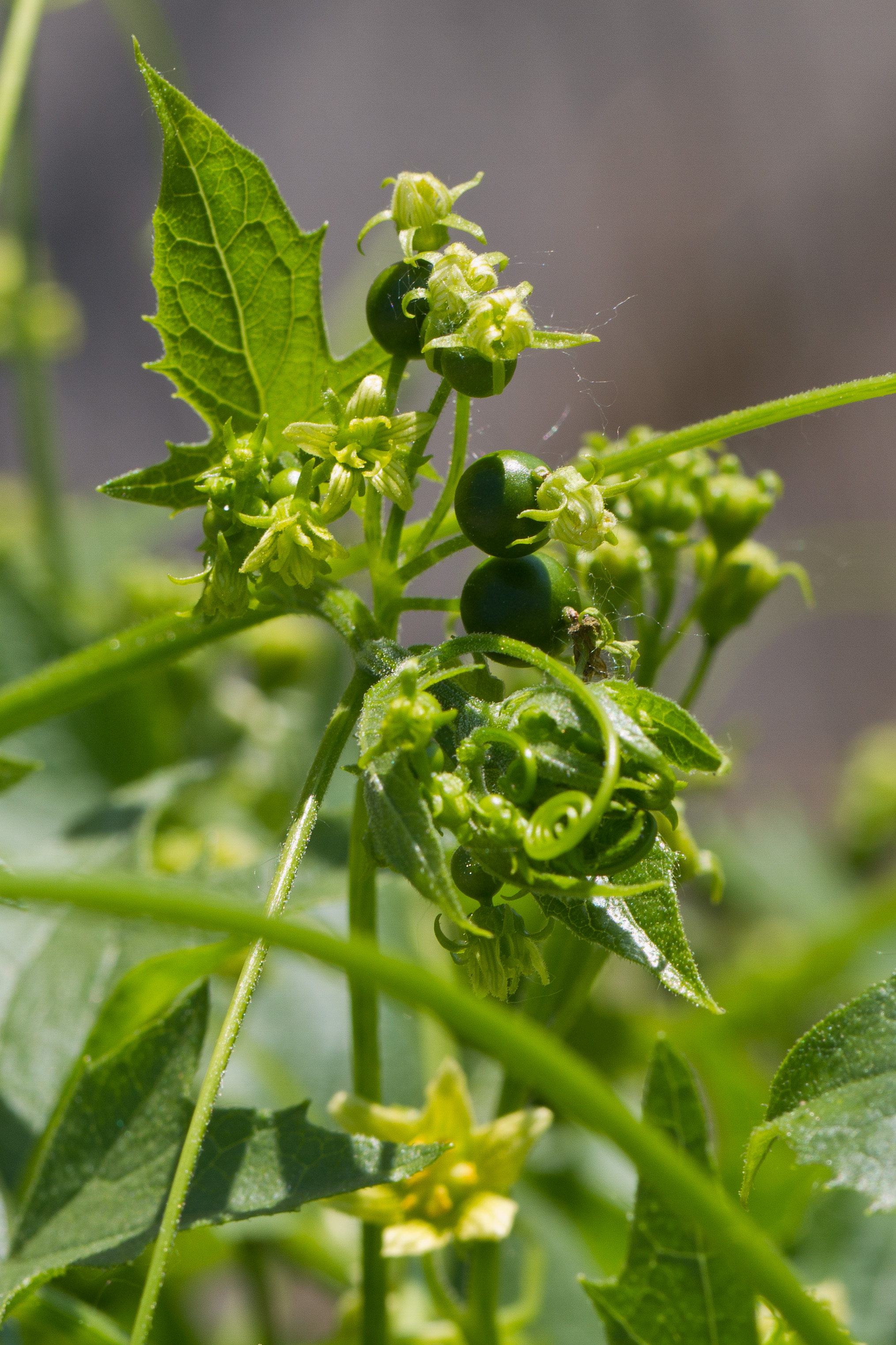 Cucurbitaceae_Bryonia alba 2-2.jpg