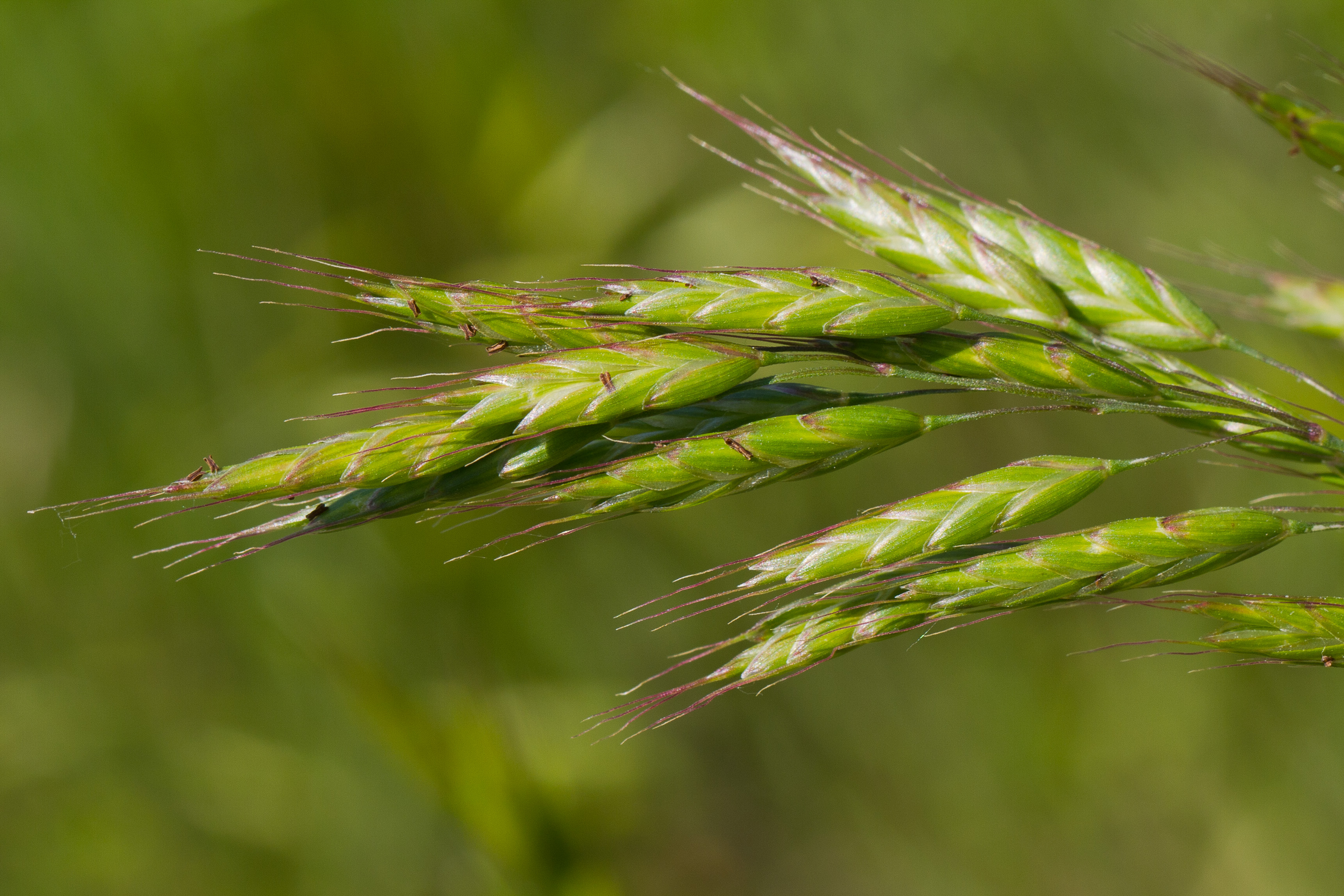 Poaceae_Bromus commutatus 2-2.jpg