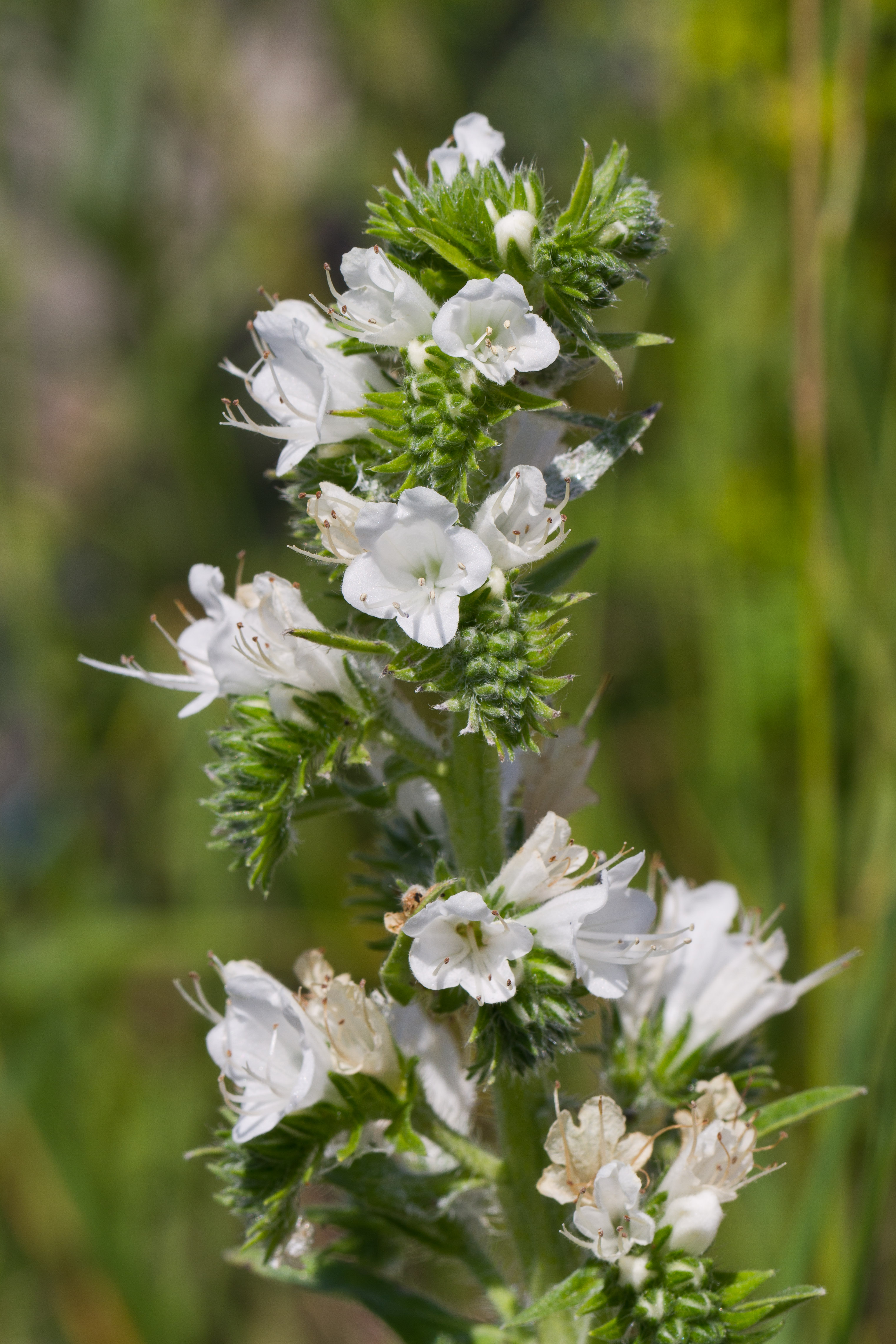 Boraginaceae_Echium vulgare weiß 1-2.jpg