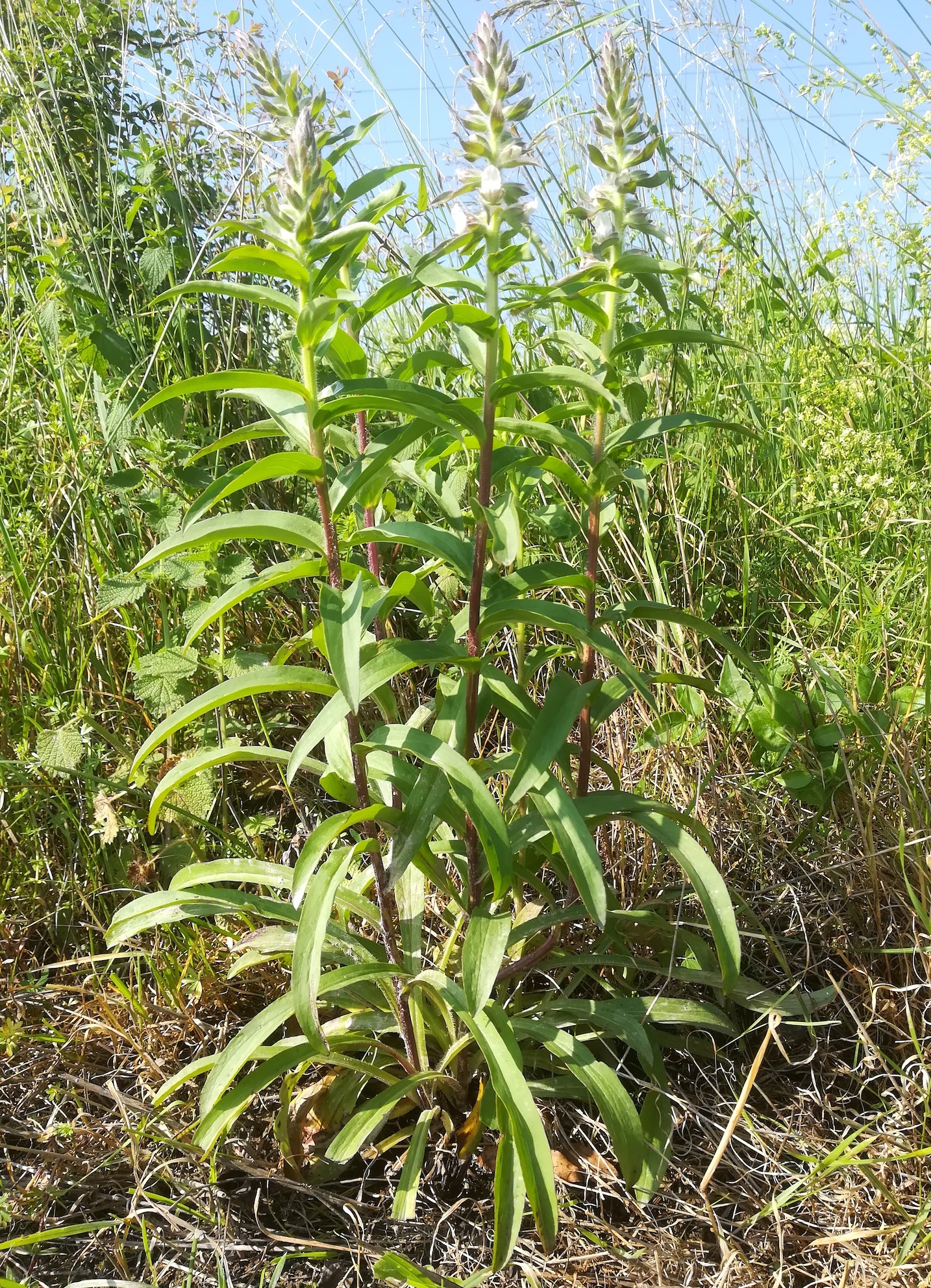 digitalis lanata bhf gramatneusiedl_20190607_091405.jpg