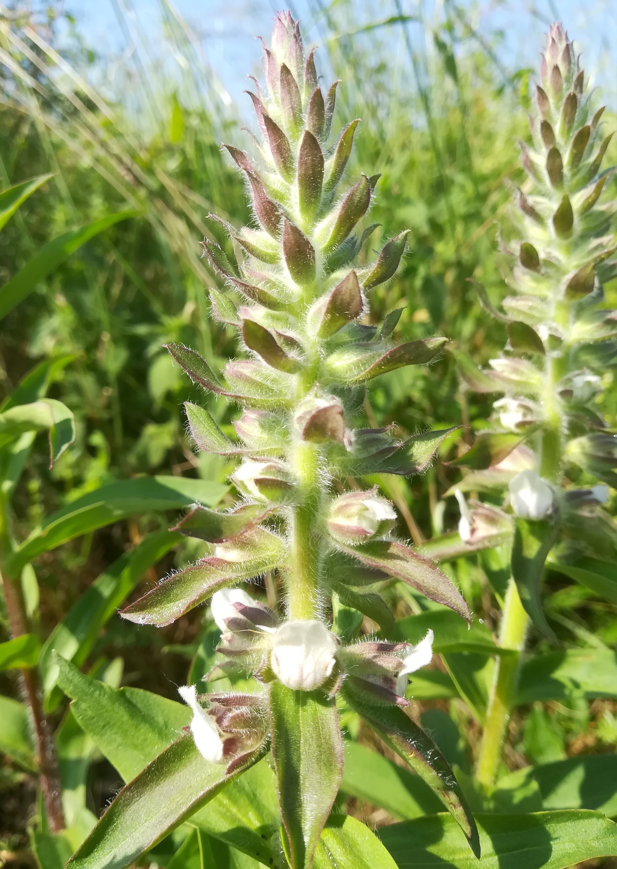 digitalis lanata bhf gramatneusiedl_20190607_091428.jpg