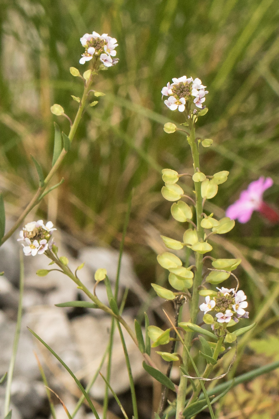 Aethionema saxatilis subsp. saxatilis.jpg