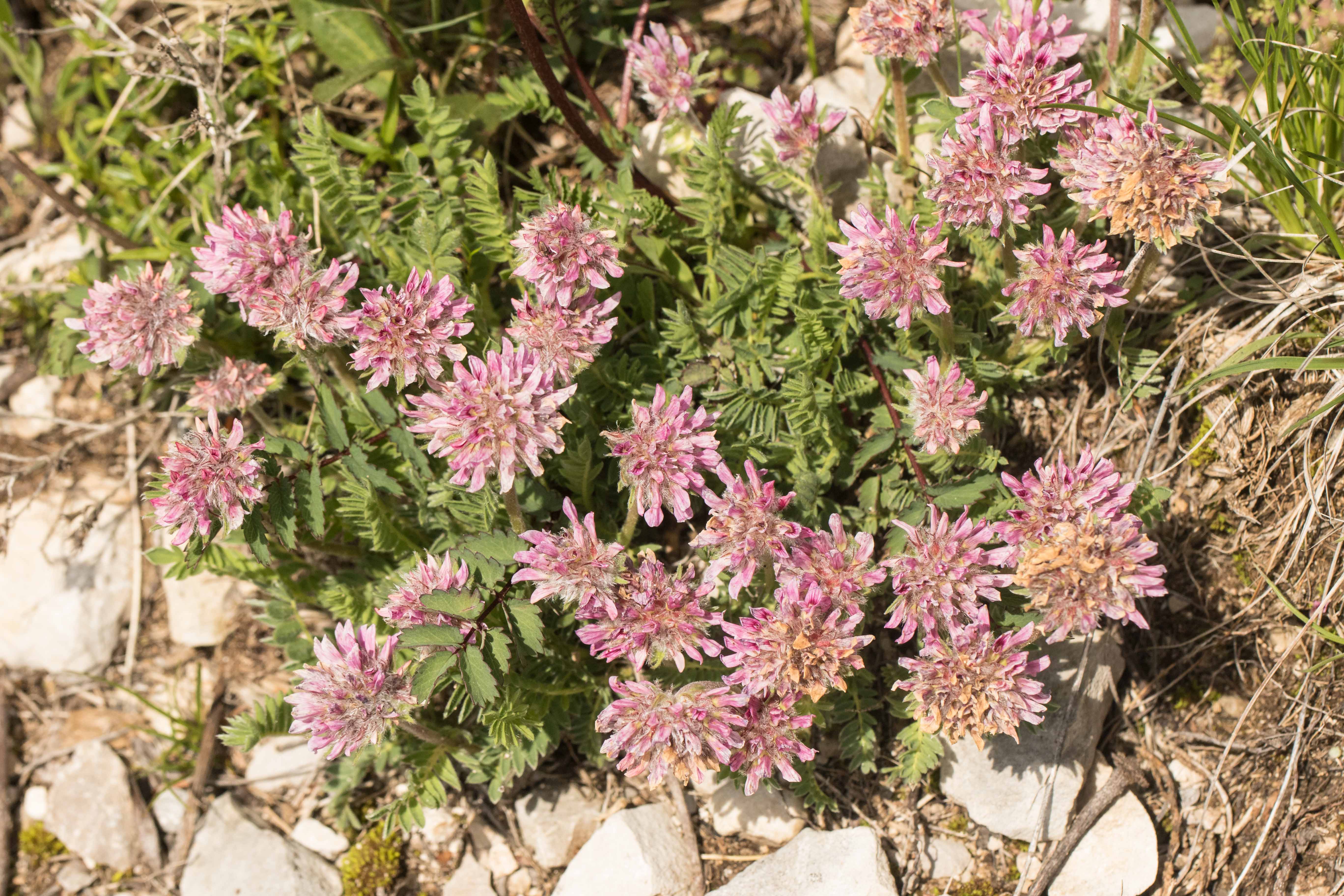 Anthyllis montana subsp. jacquinii.jpg