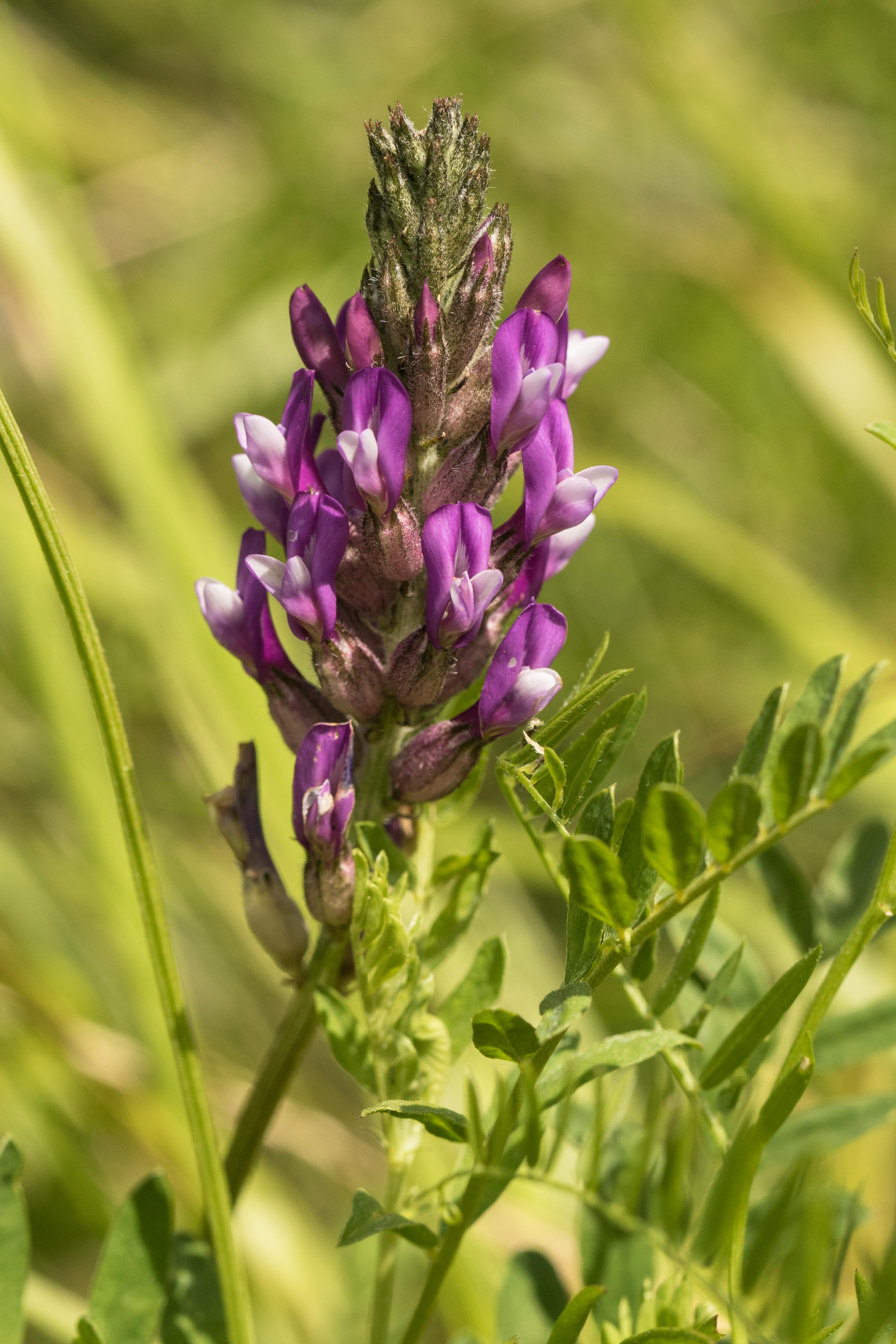 Astragalus vesicarius subsp. carniolicus.jpg