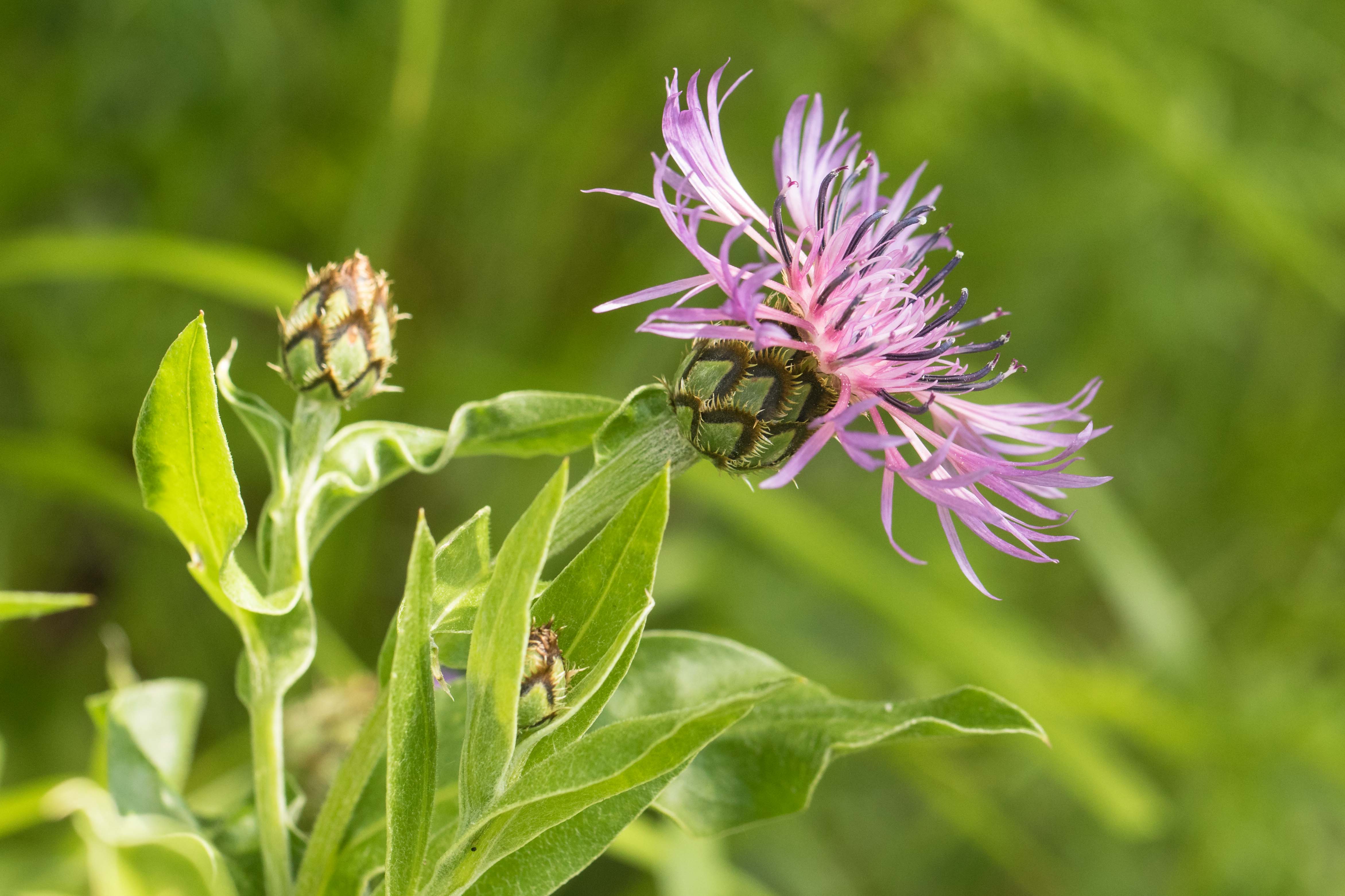 Cyanus triumfettii subsp. adscendens.jpg