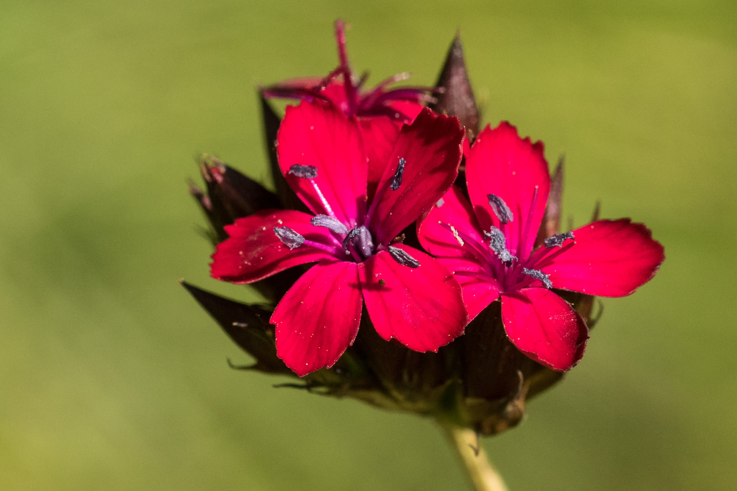 Dianthus carthusianorum subsp. sanguineus.jpg