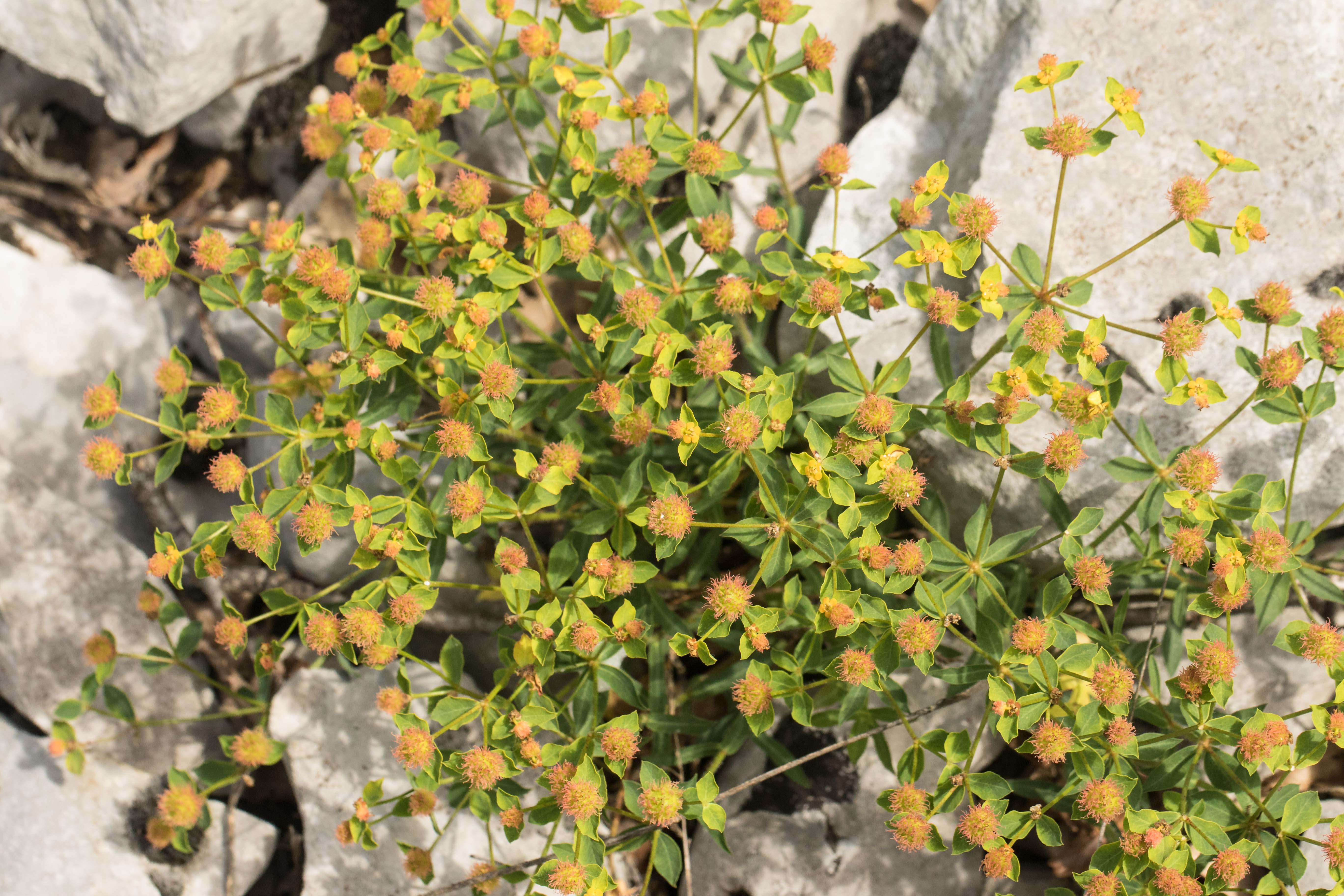 Euphorbia fragifera.jpg