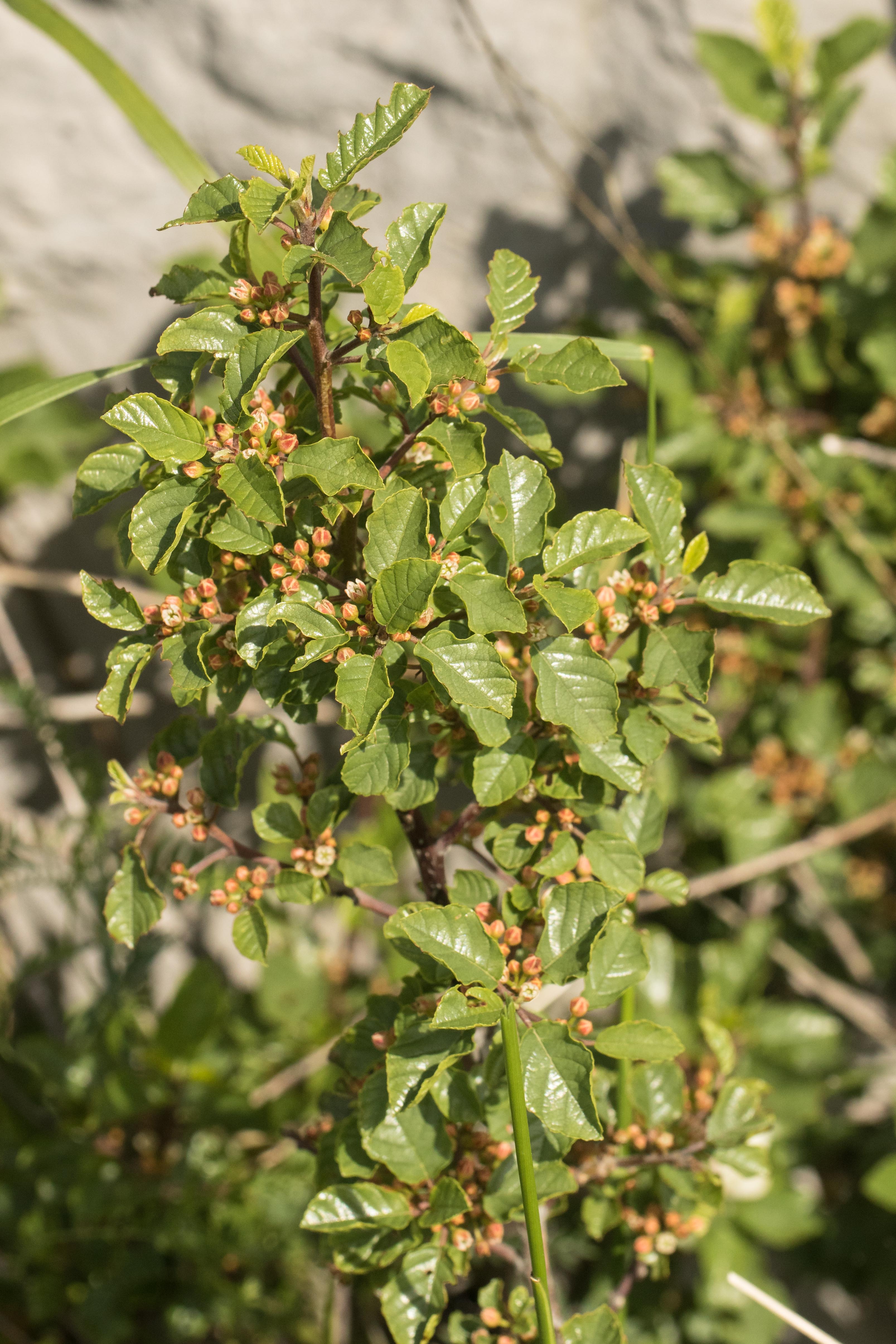 Frangula rupestris.jpg