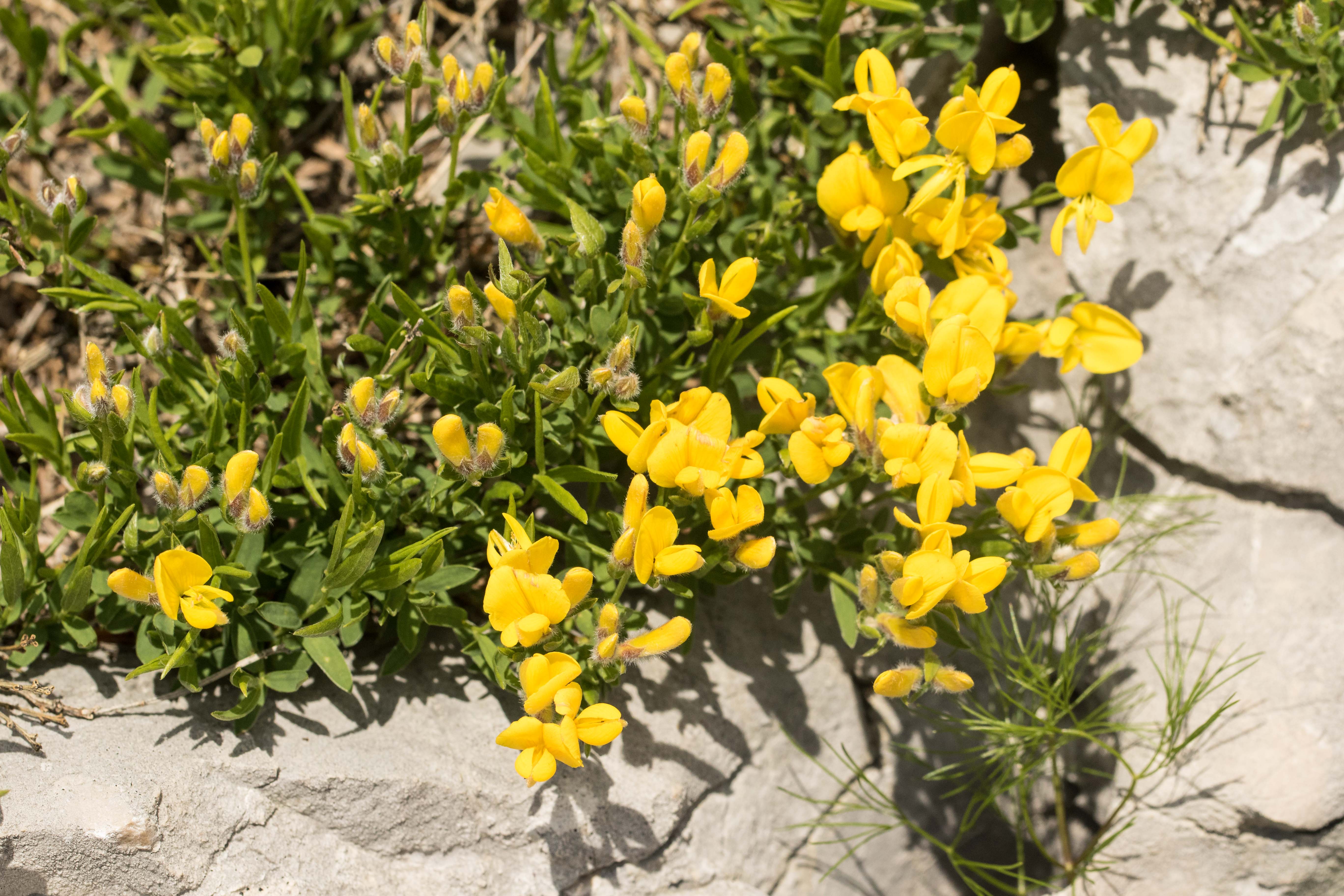 Genista sericea.jpg