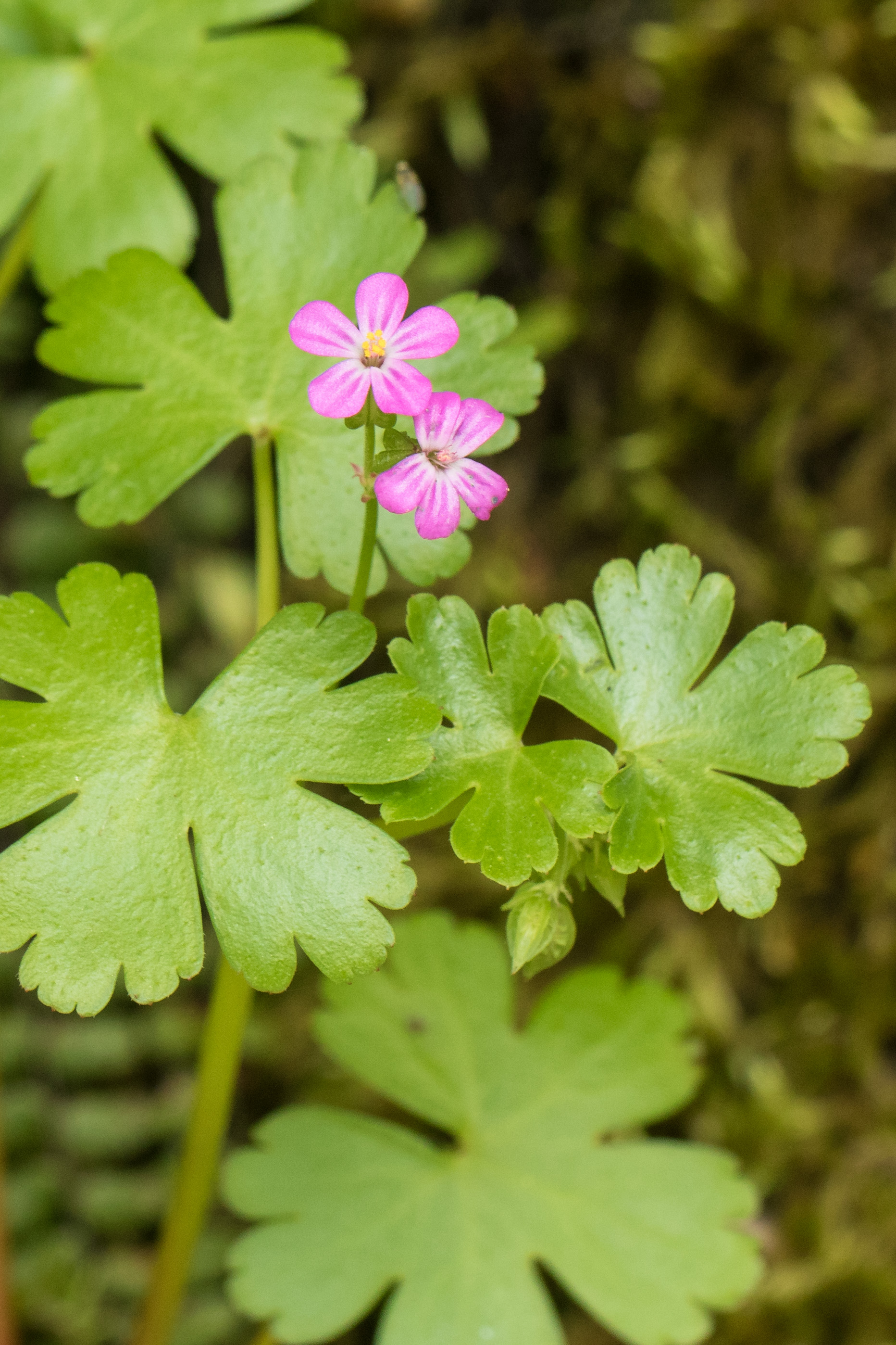 Geranium lucidum.jpg