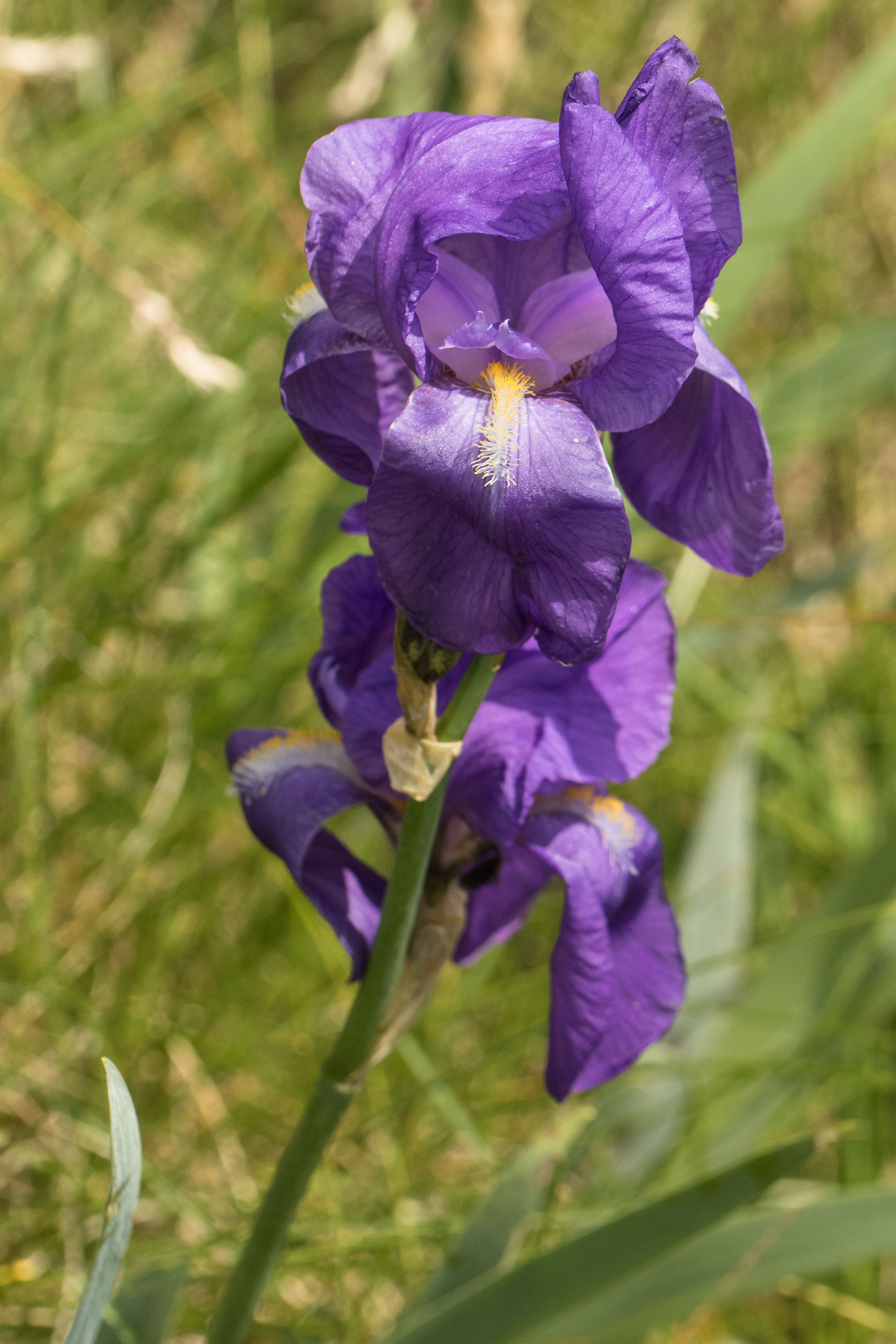 Iris illyrica.jpg