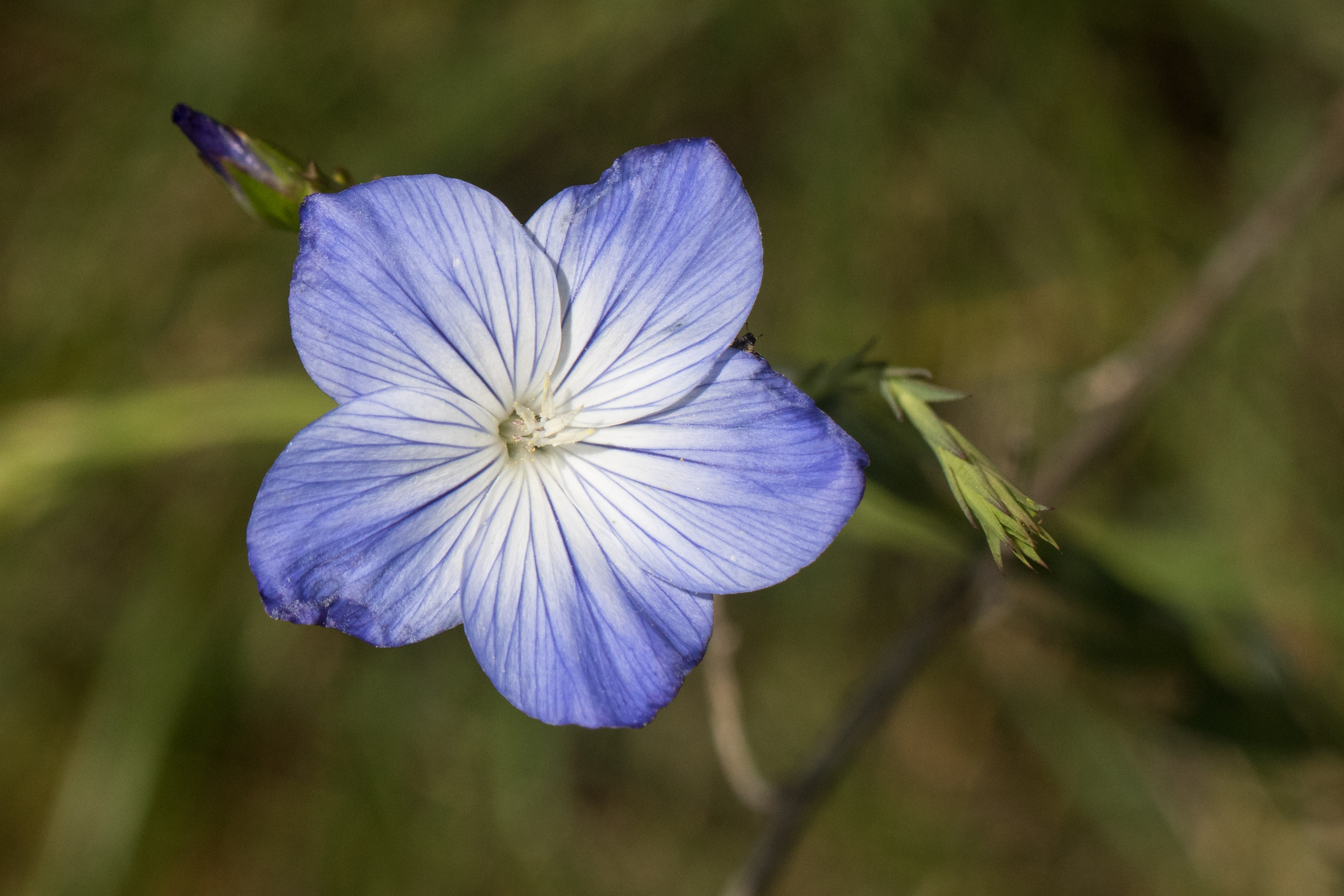 Linum narbonense.jpg