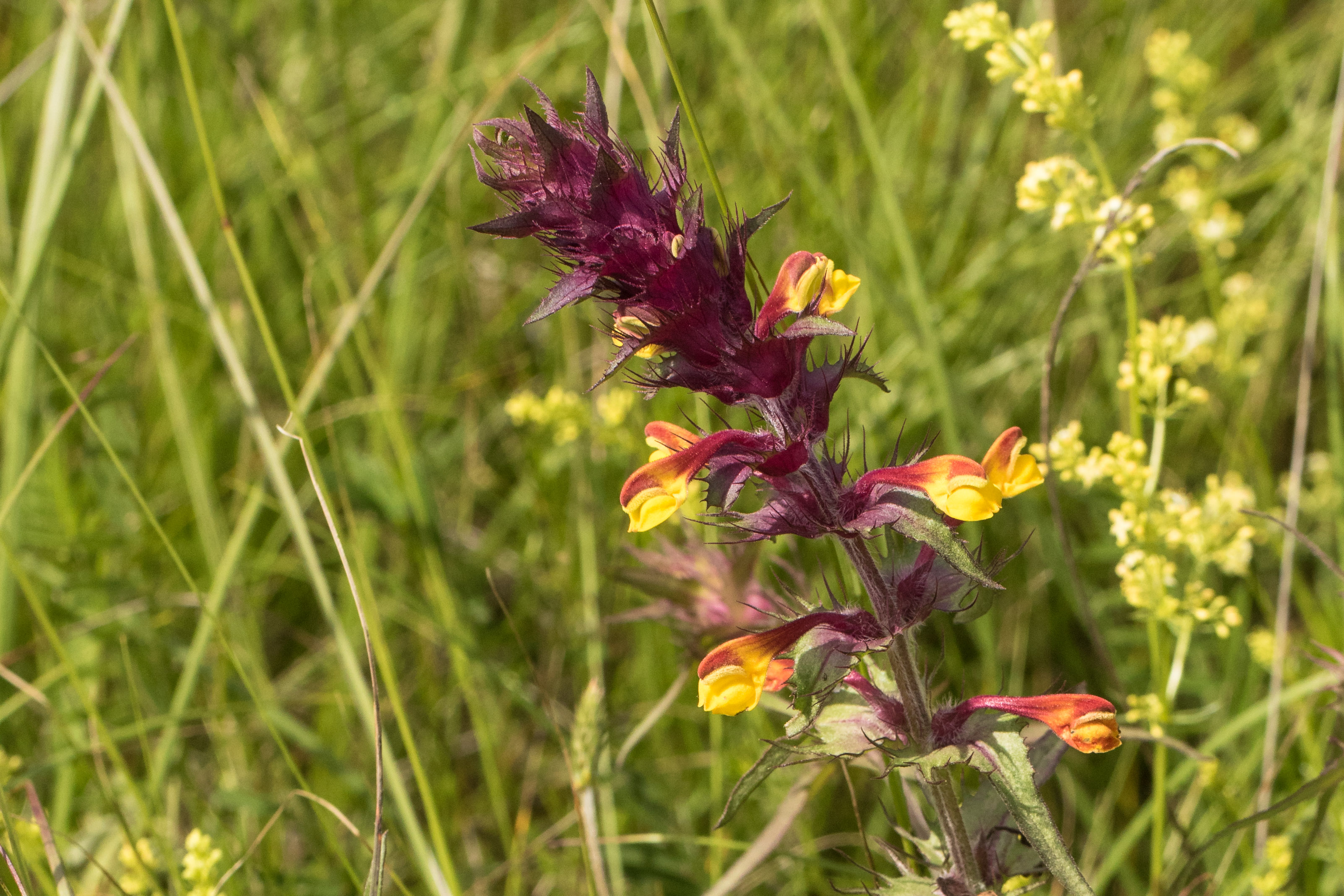 Melampyrum barbatum subsp. carstiense.jpg