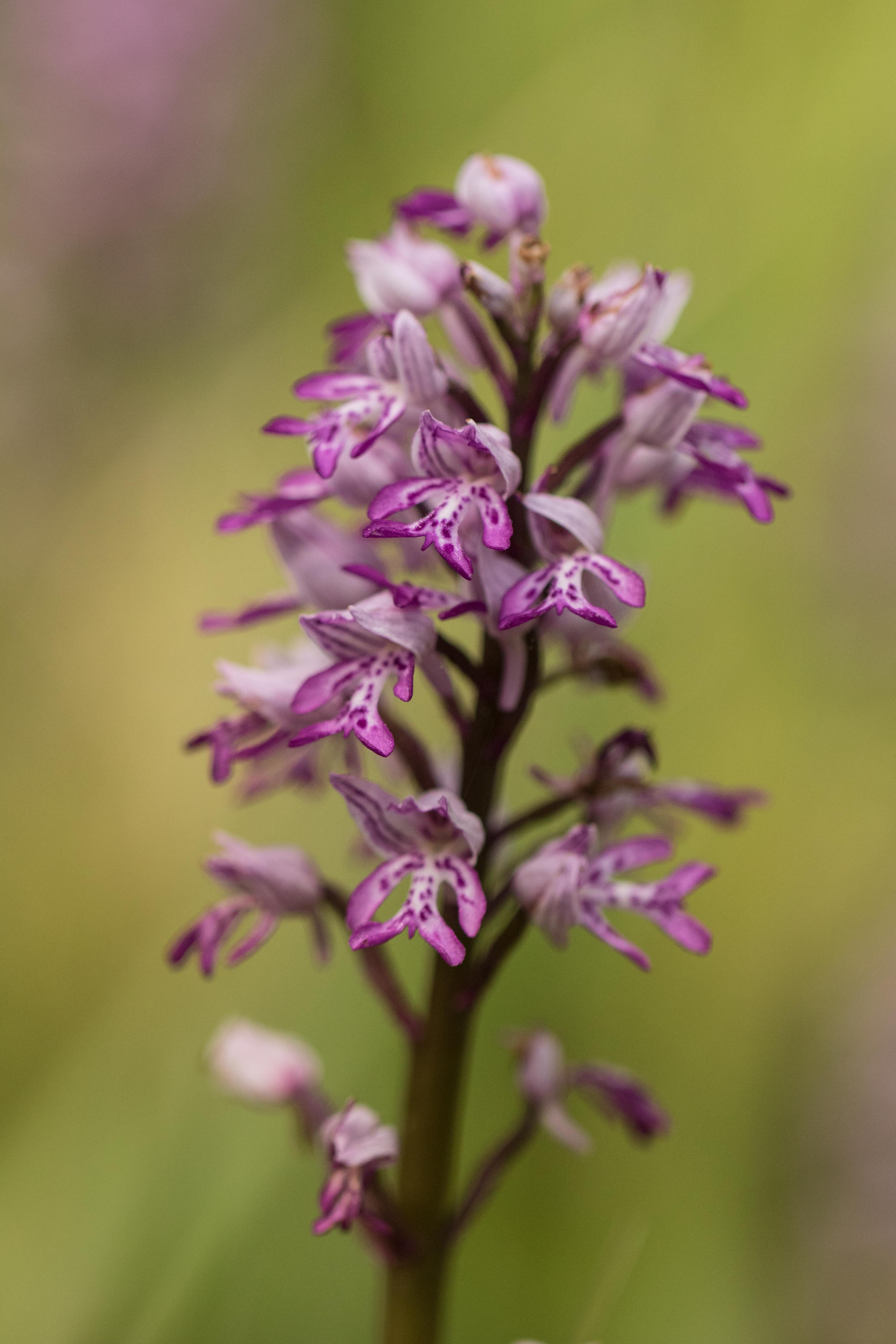 Orchis militaris.jpg