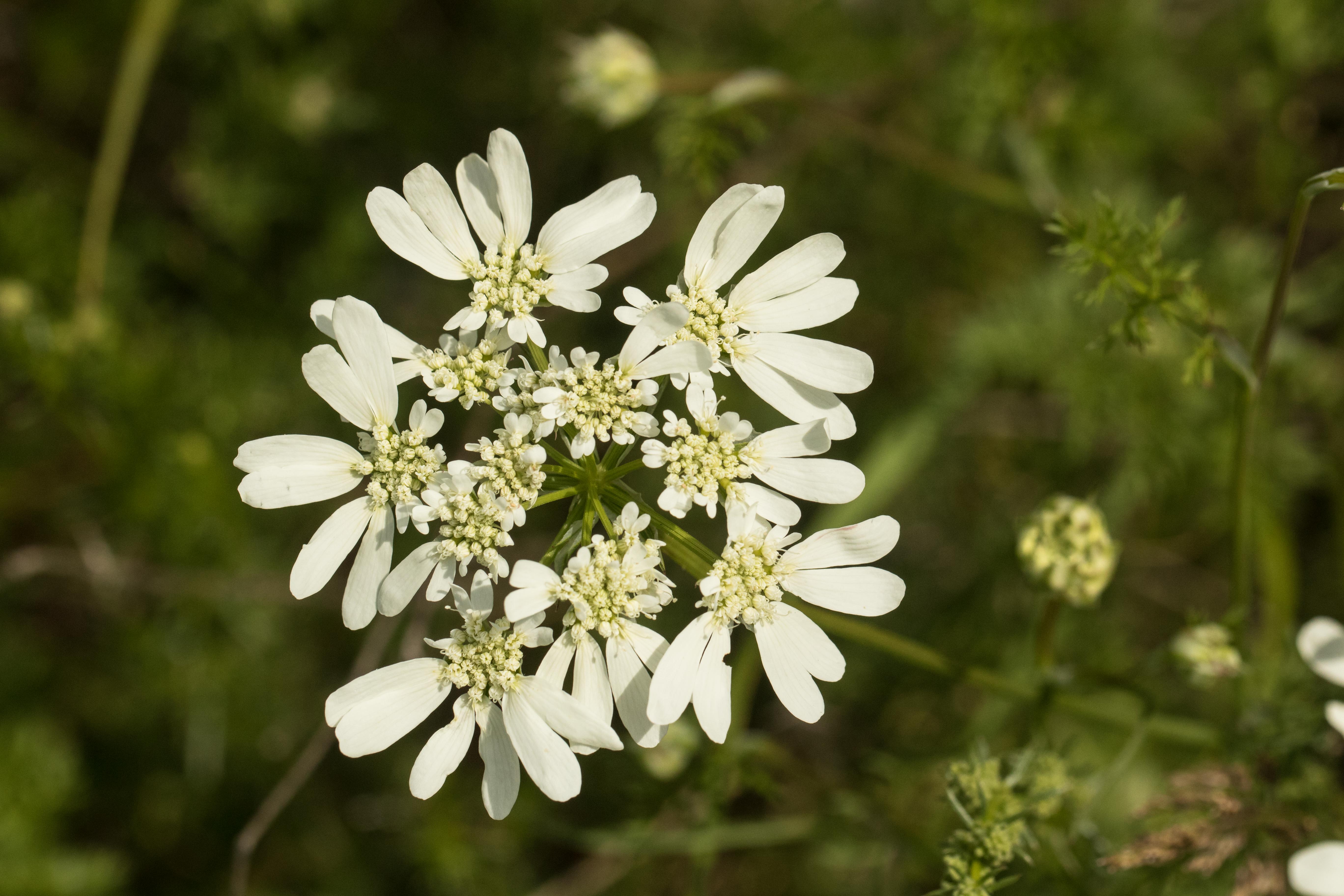 Orlaya grandiflora.jpg