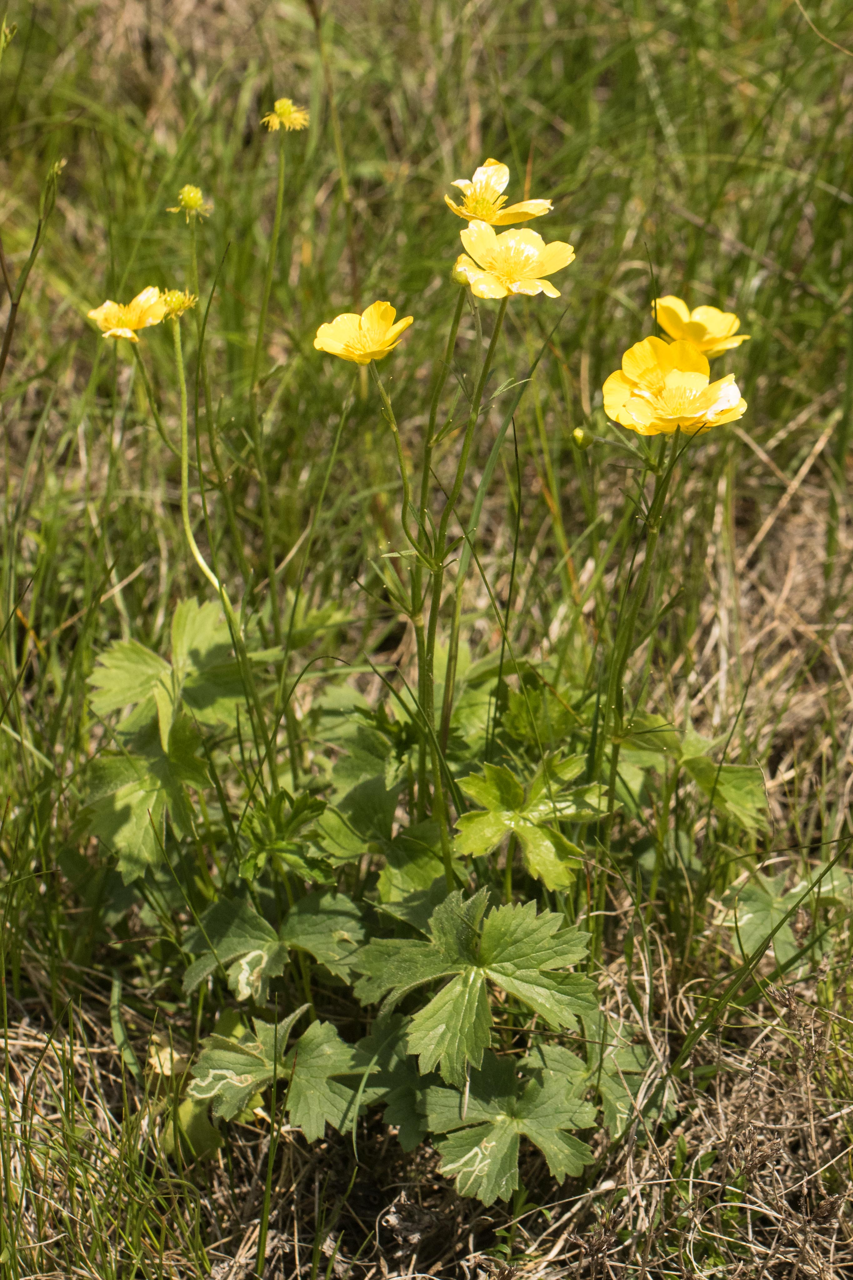 Ranunculus breyninus.jpg