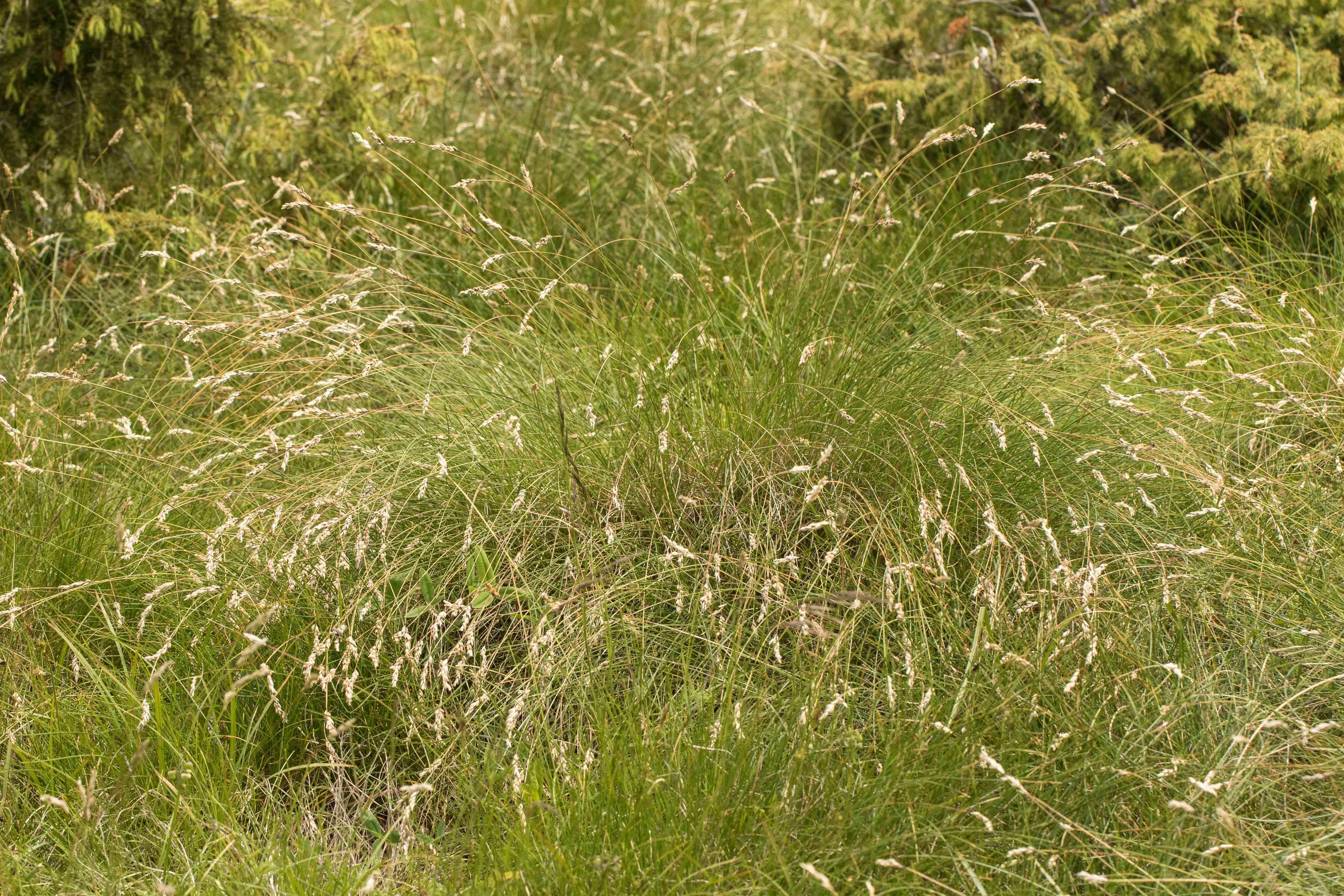 Sesleria juncifolia.jpg