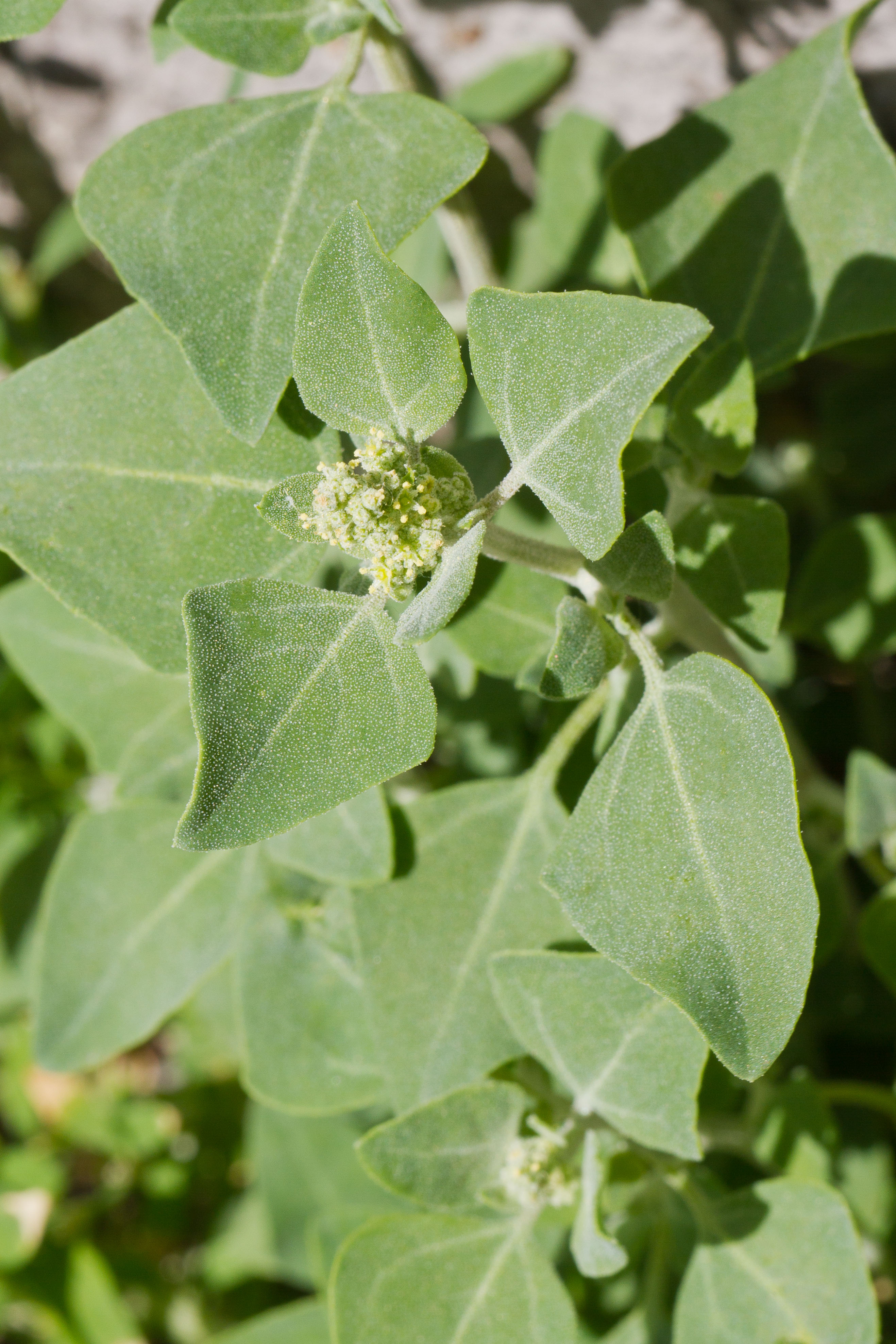 Chenopodiaceae_Chenopodium vulvaria 1-2.jpg