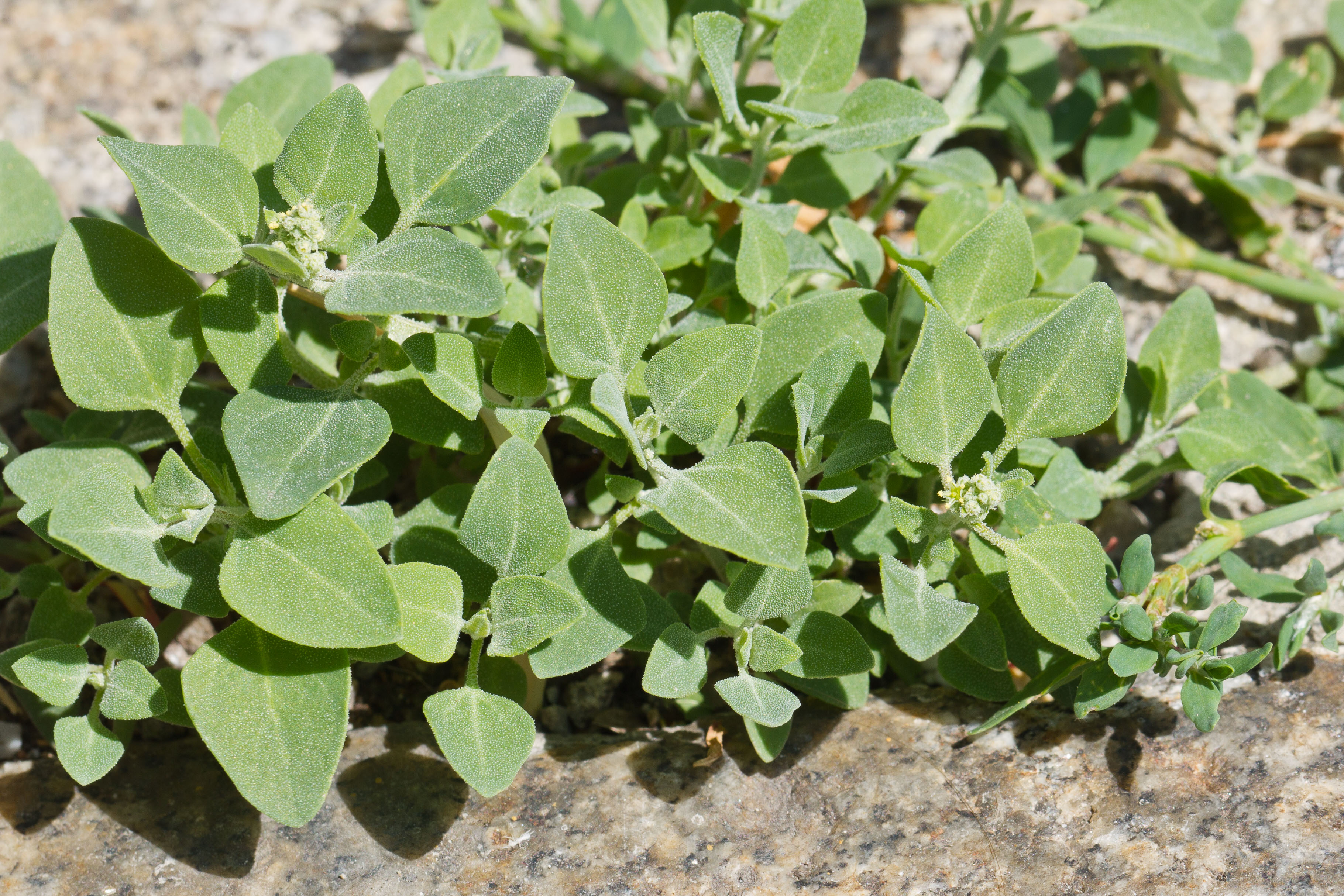 Chenopodiaceae_Chenopodium vulvaria 2-2.jpg