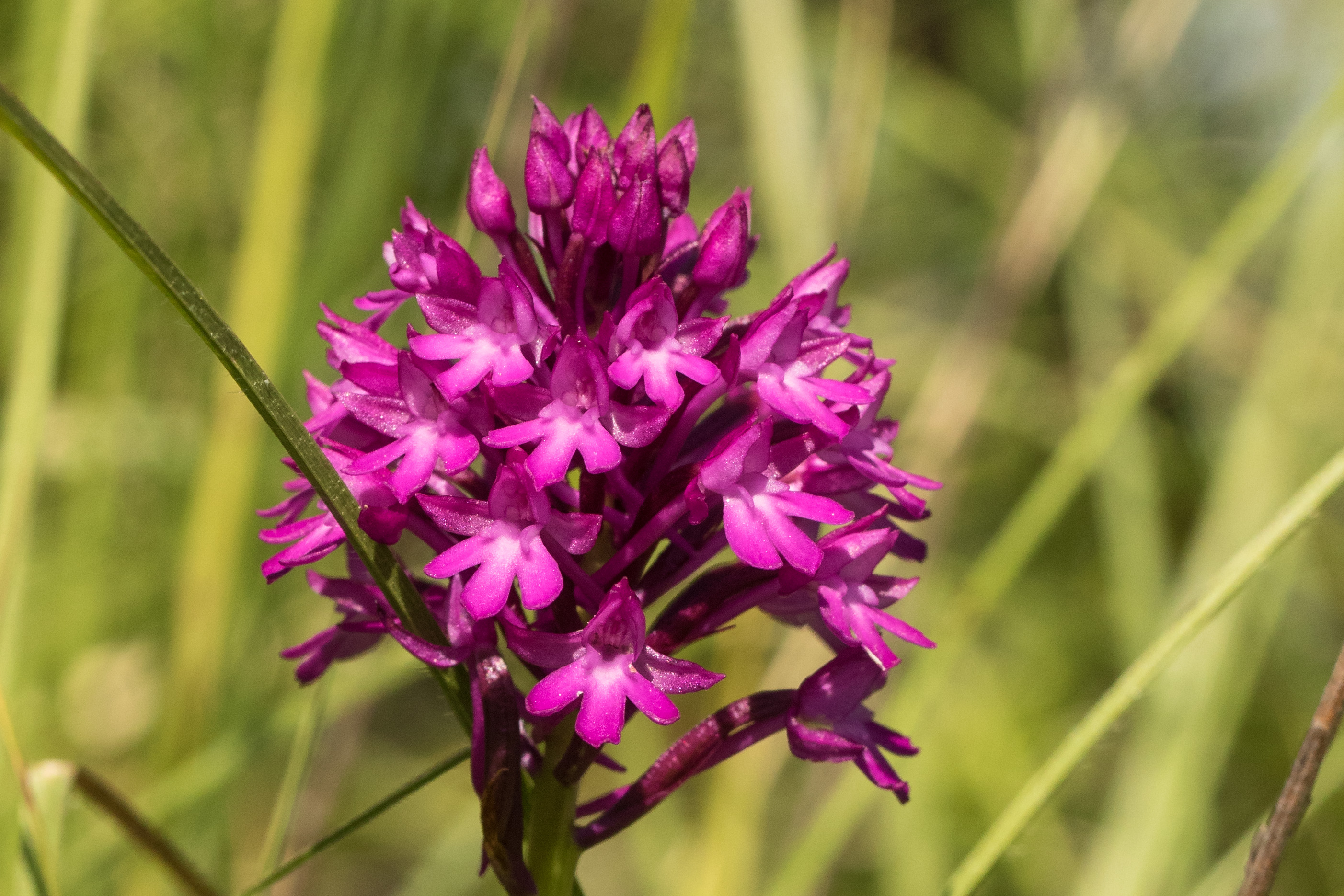 Anacamptis pyramidalis.jpg