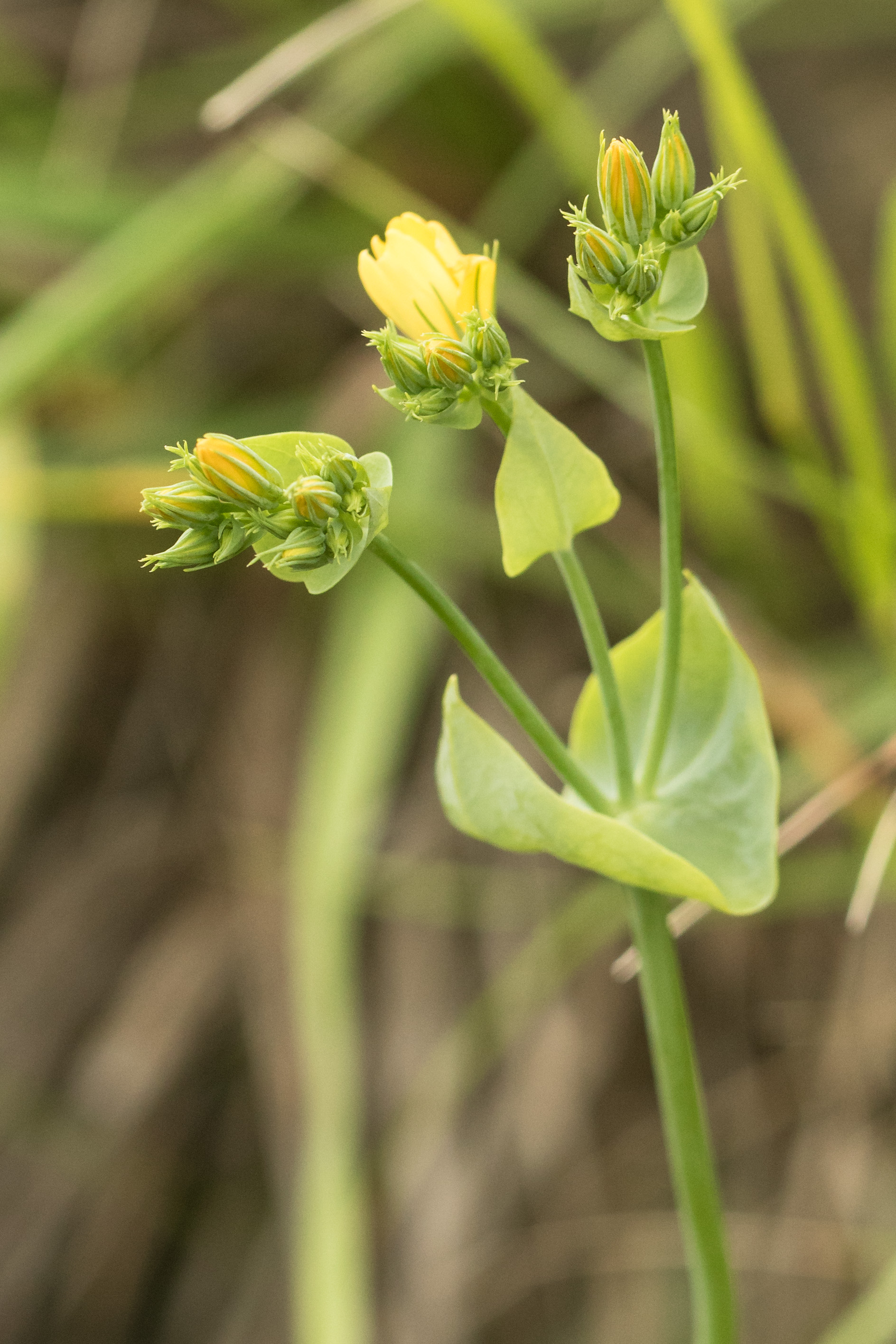 Blackstonia perfoliata subsp. perfoliata.jpg