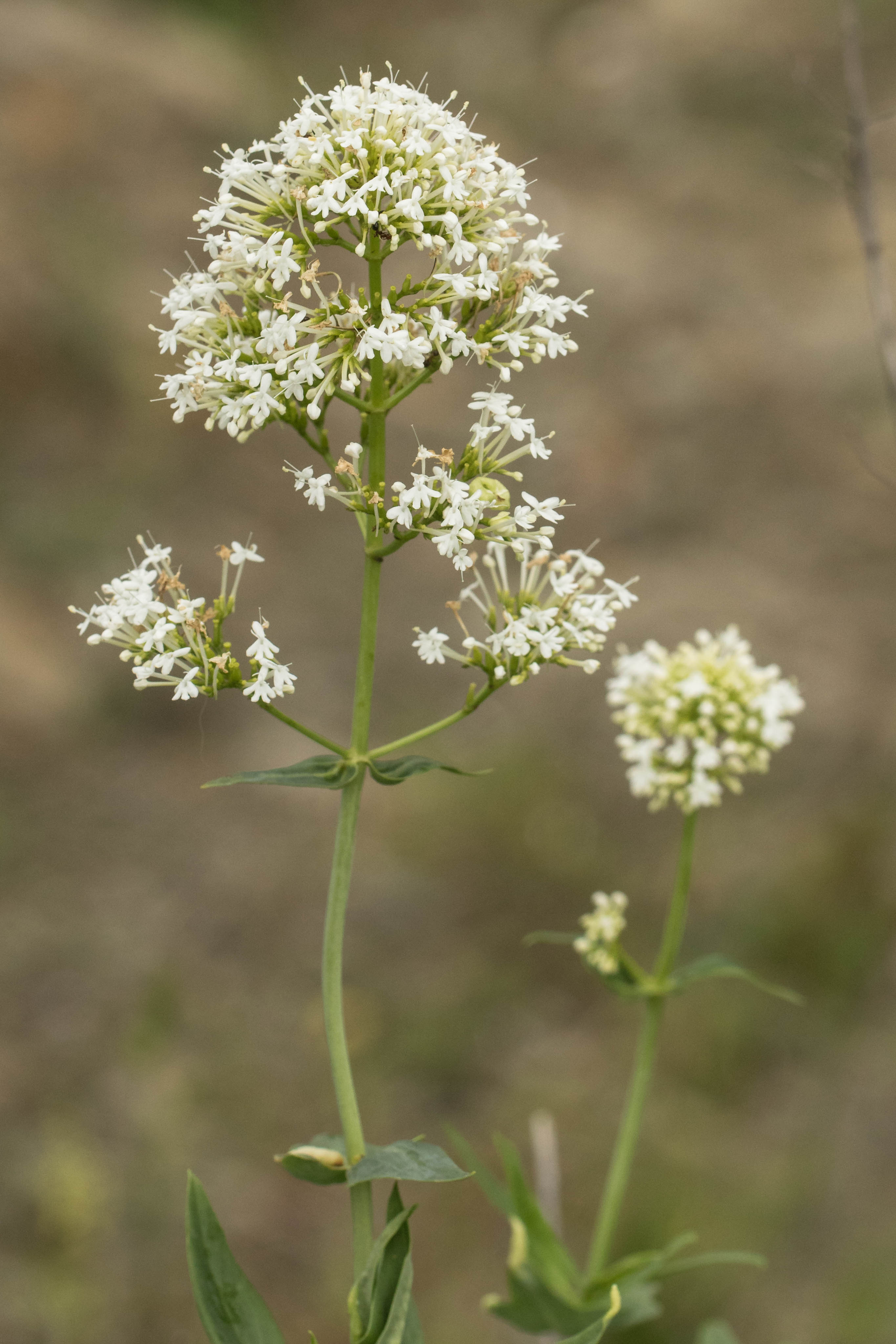 Centranthus ruber.jpg