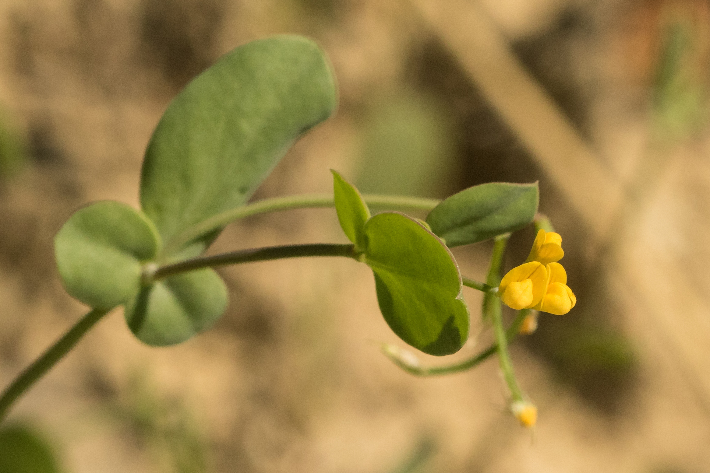 Coronilla scorpioides.jpg