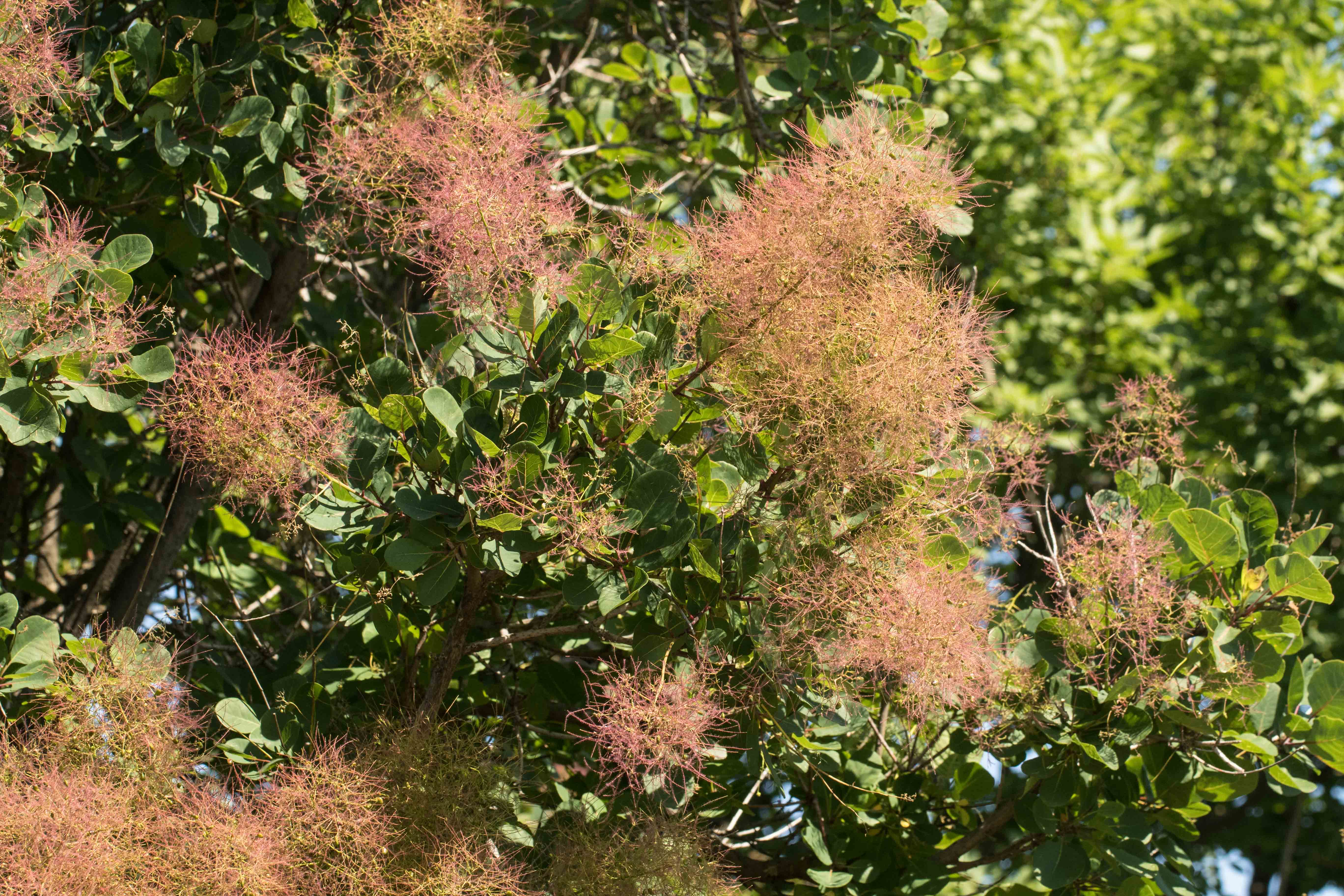 Cotinus coggygria.jpg