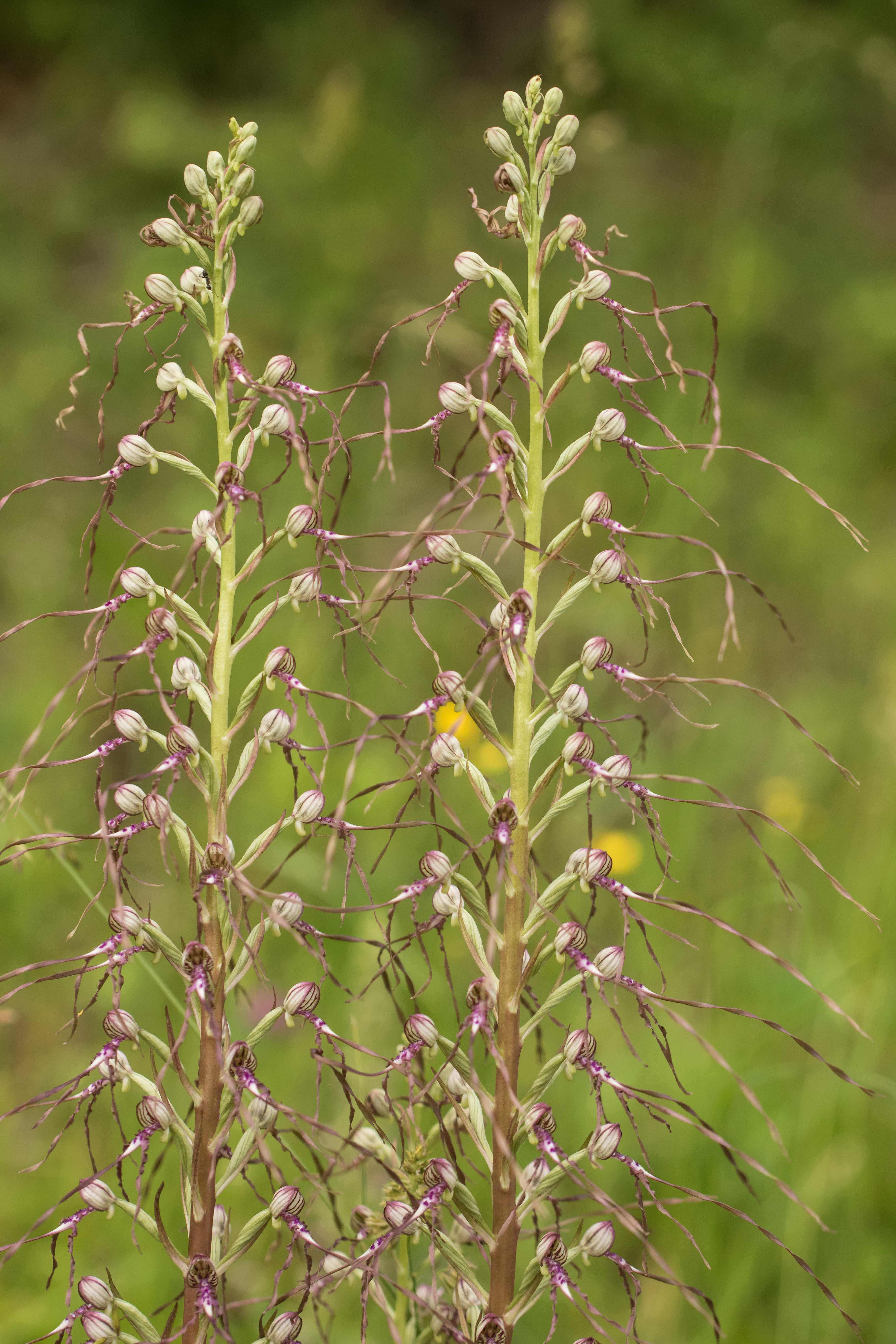 Himantoglossum adriaticum.jpg