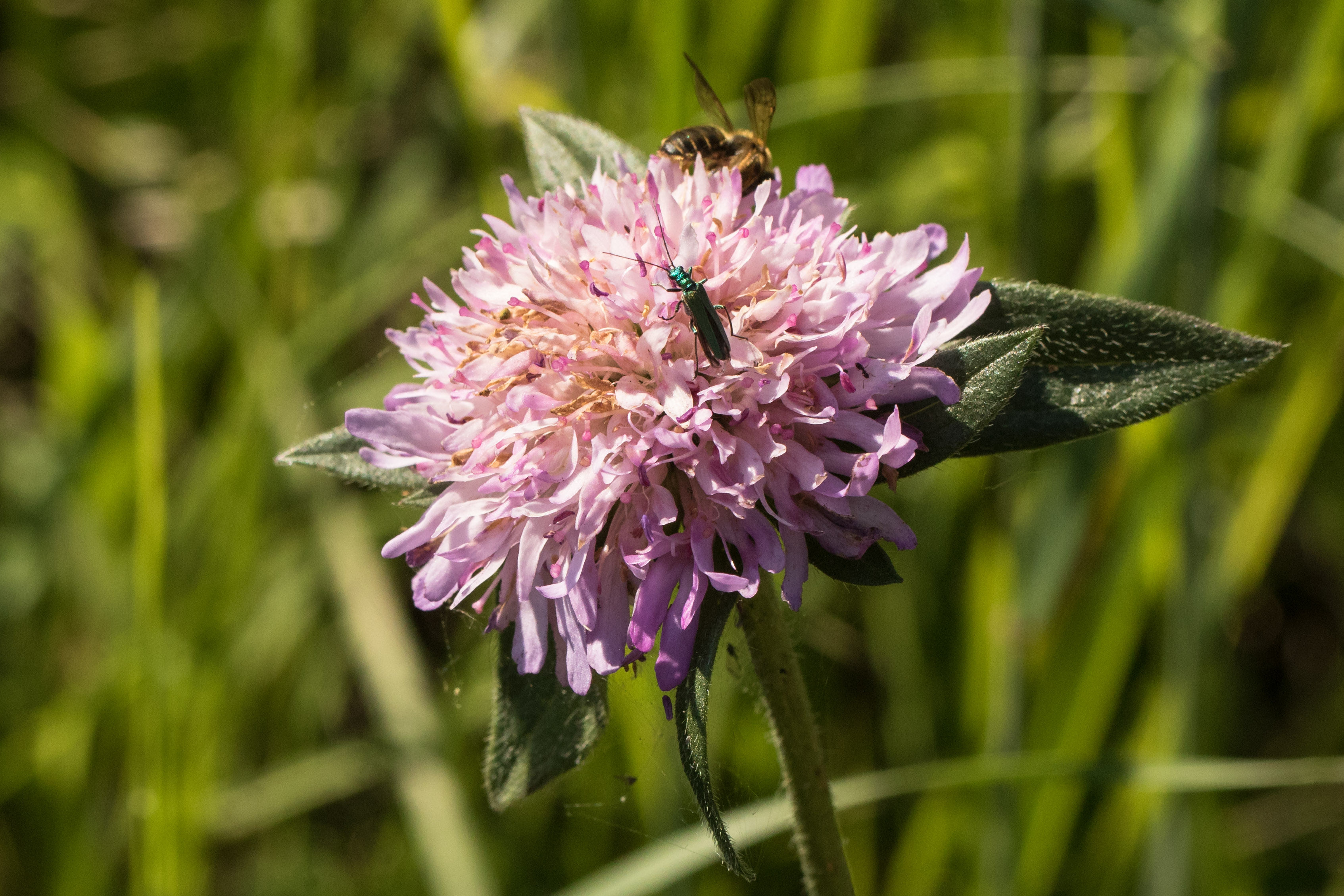 Knautia illyrica.jpg