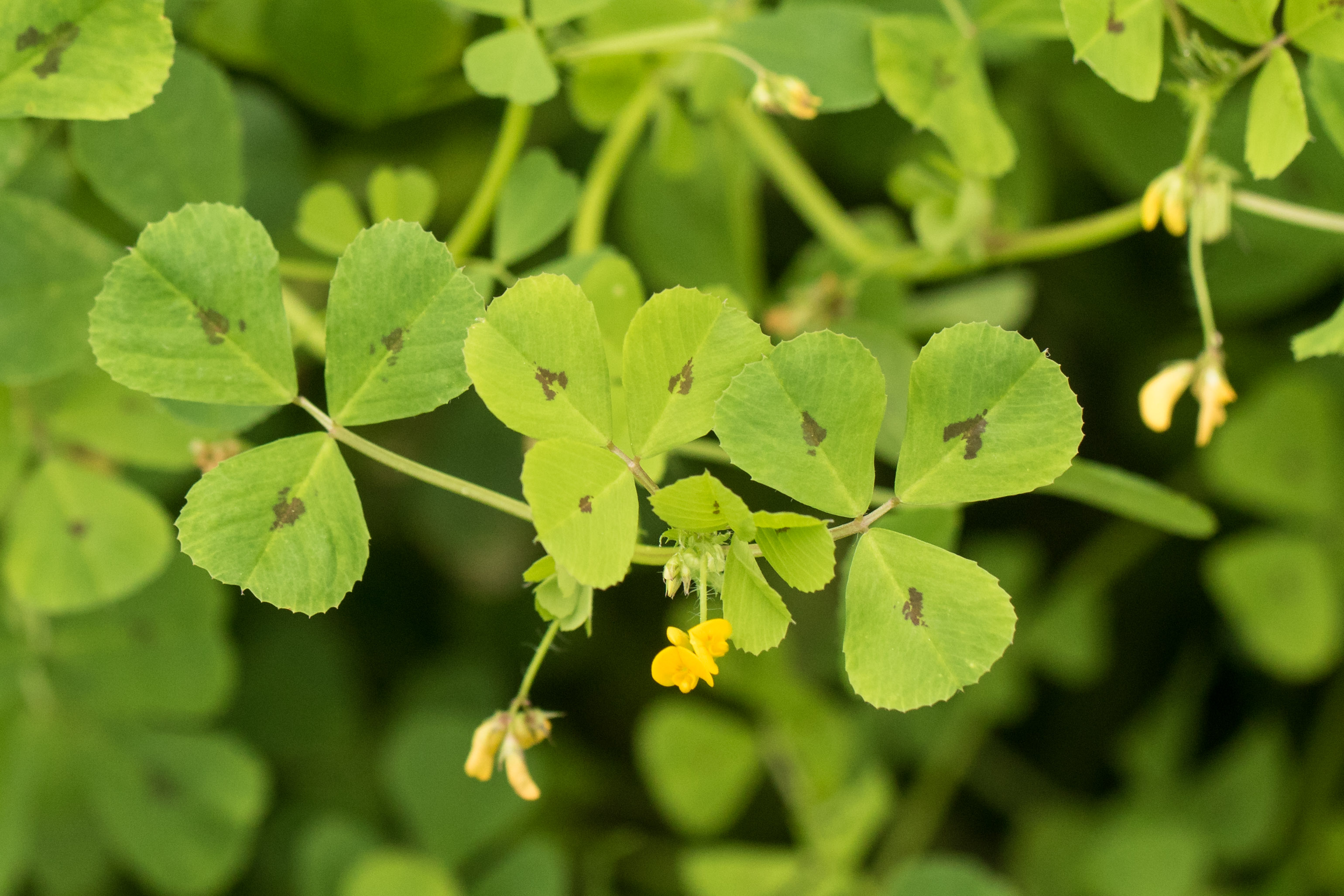 Medicago arabica.jpg