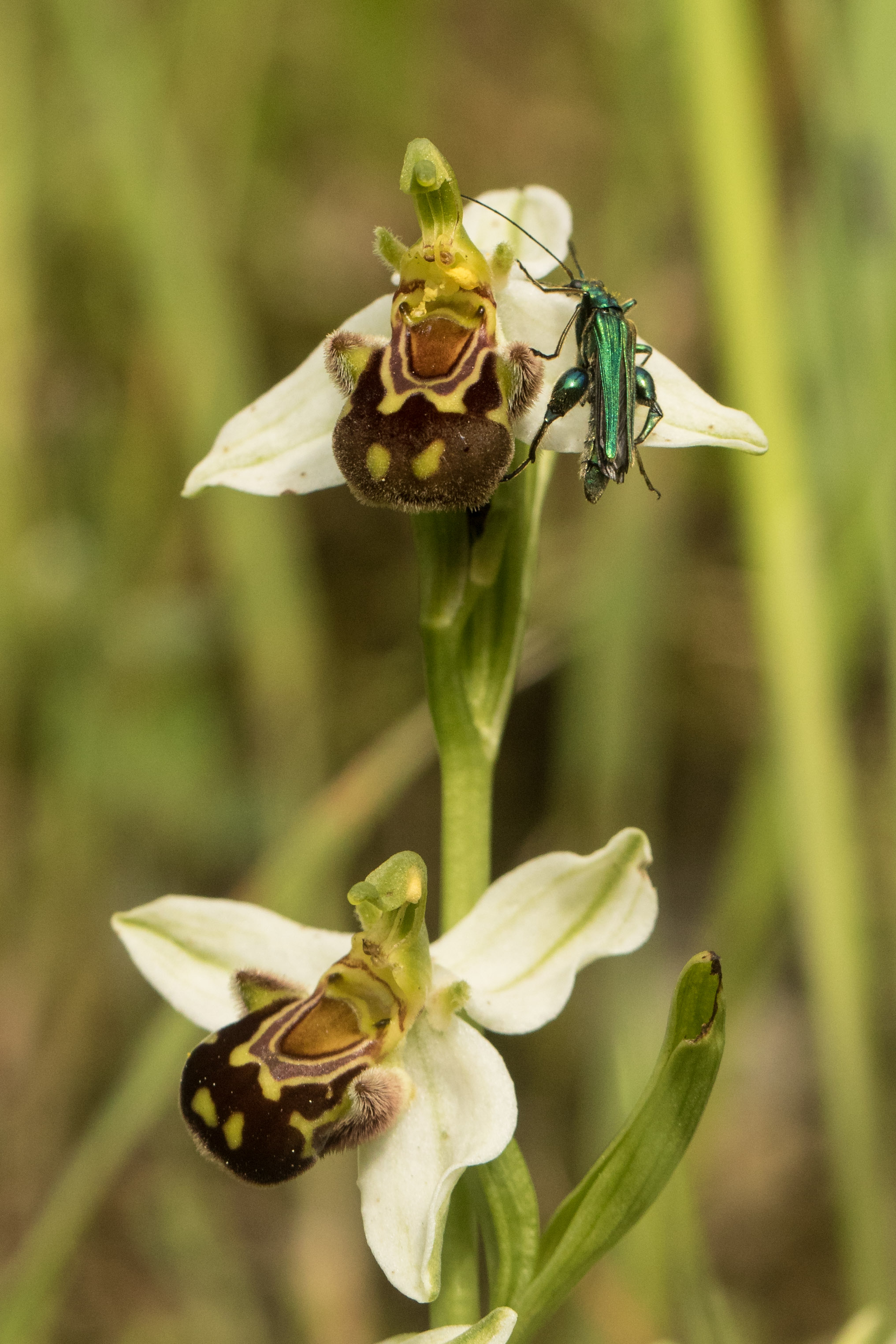 Ophrys apifera.jpg