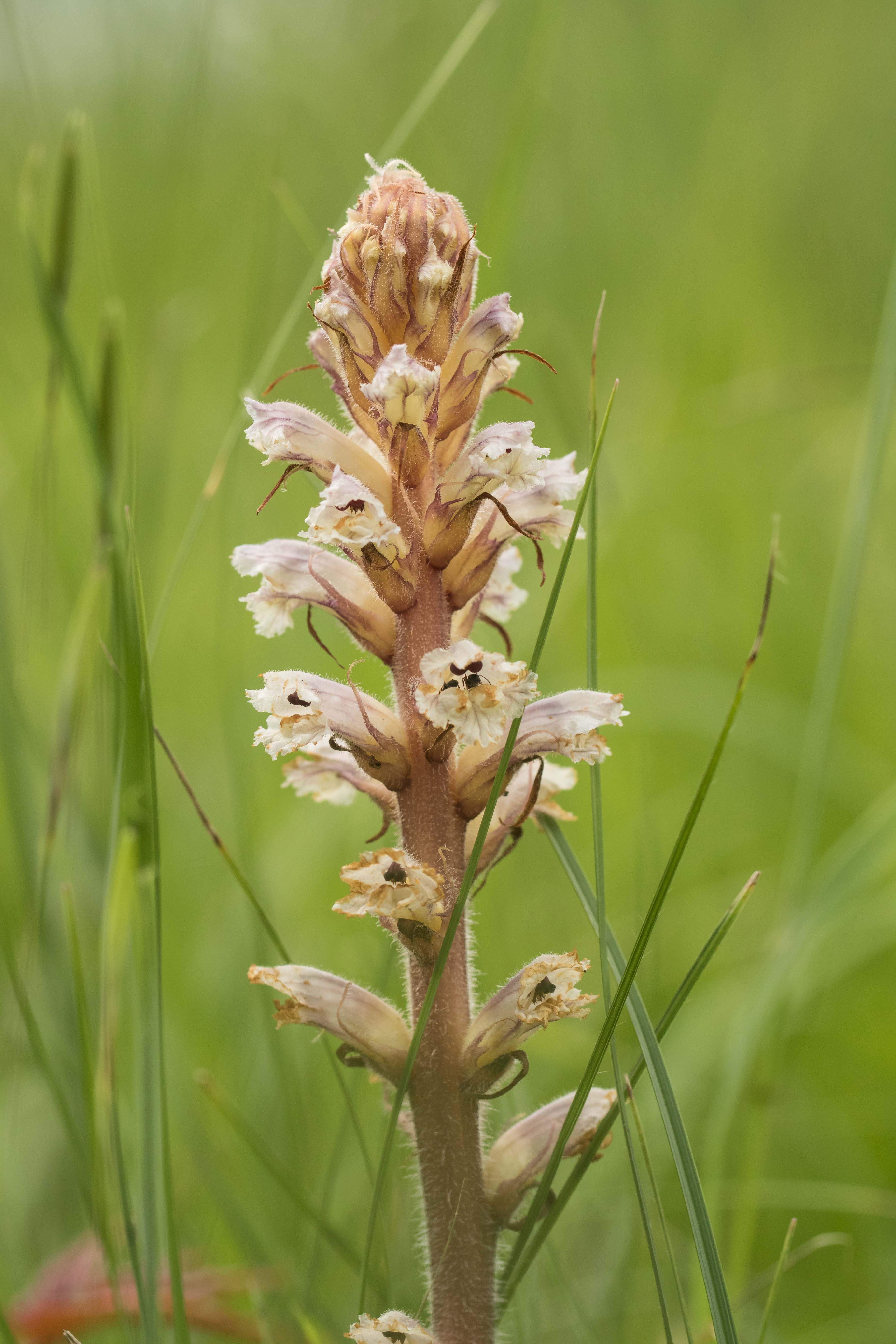 Orobanche cf. picridis.jpg